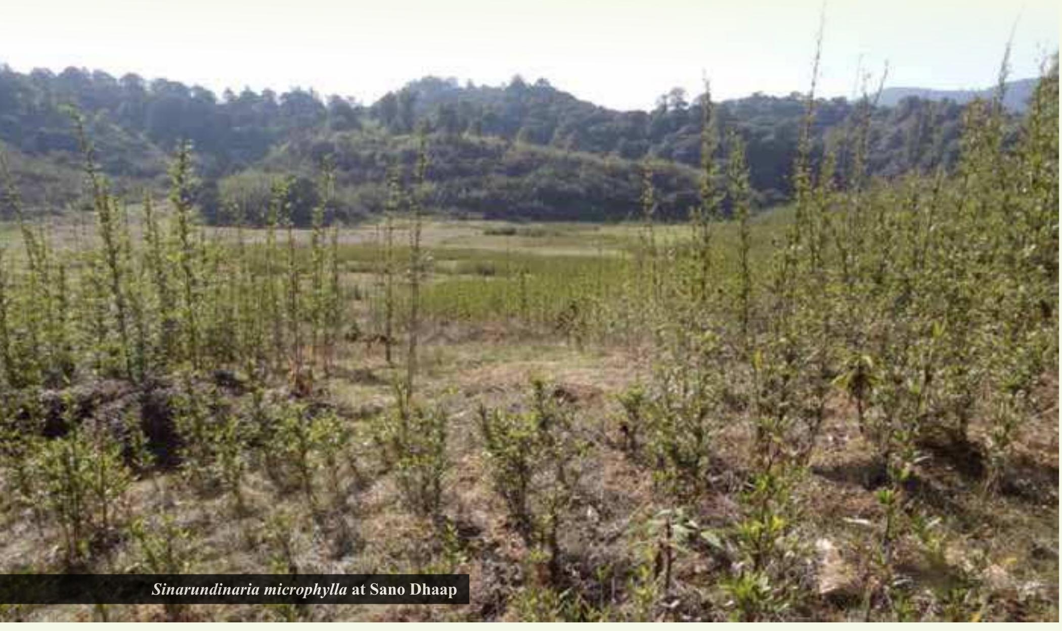 Species richness prediction and priority conservation planning for rare Michelia species in China – Nature
