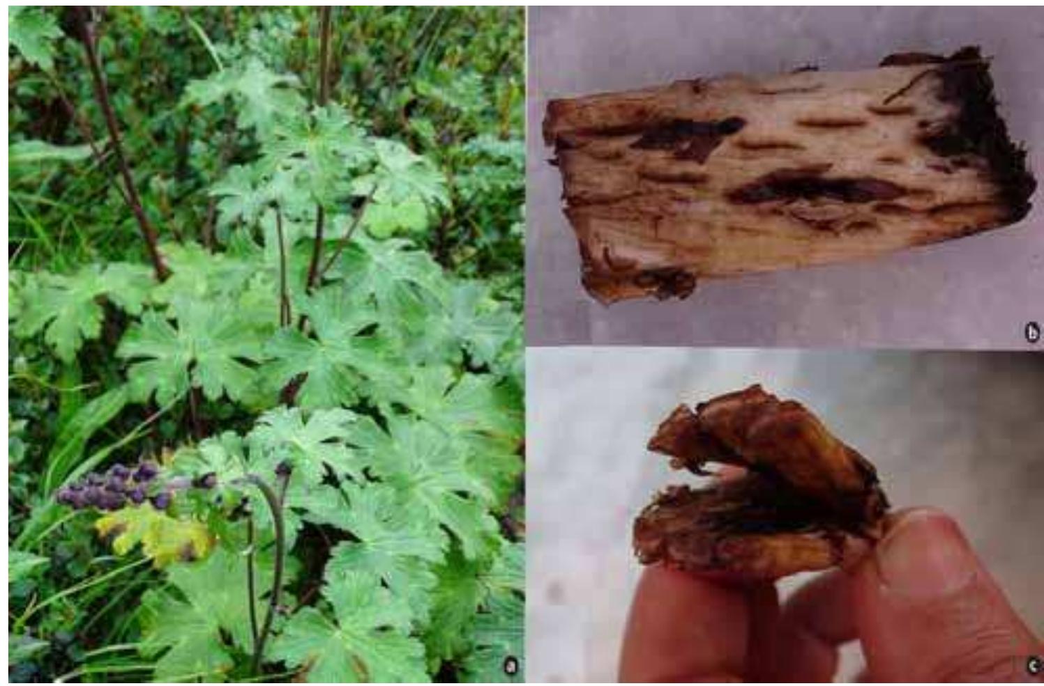 Aconitum novoluridum munz: a. habit; b. section of root; c.