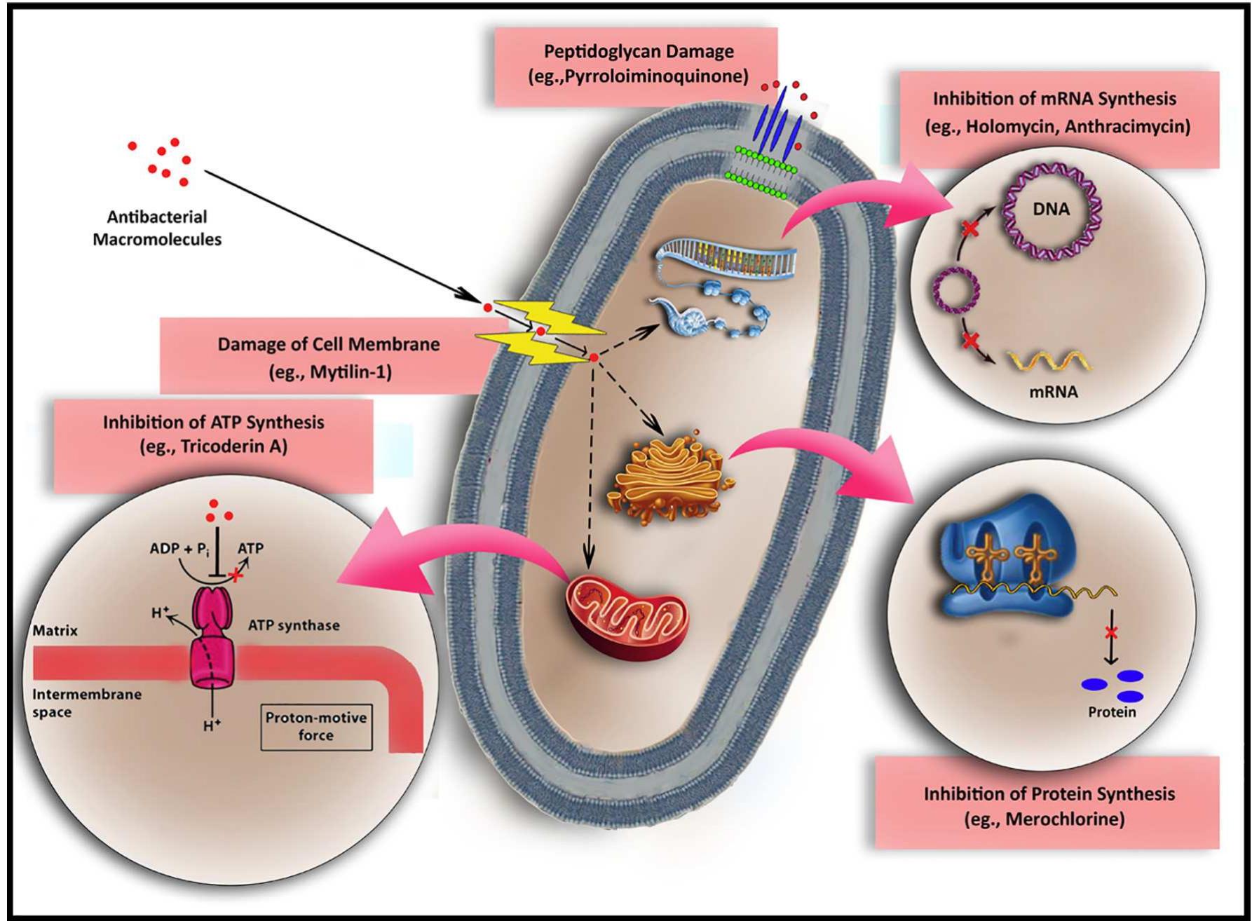 Schematic diagram illustrating the mechanism of