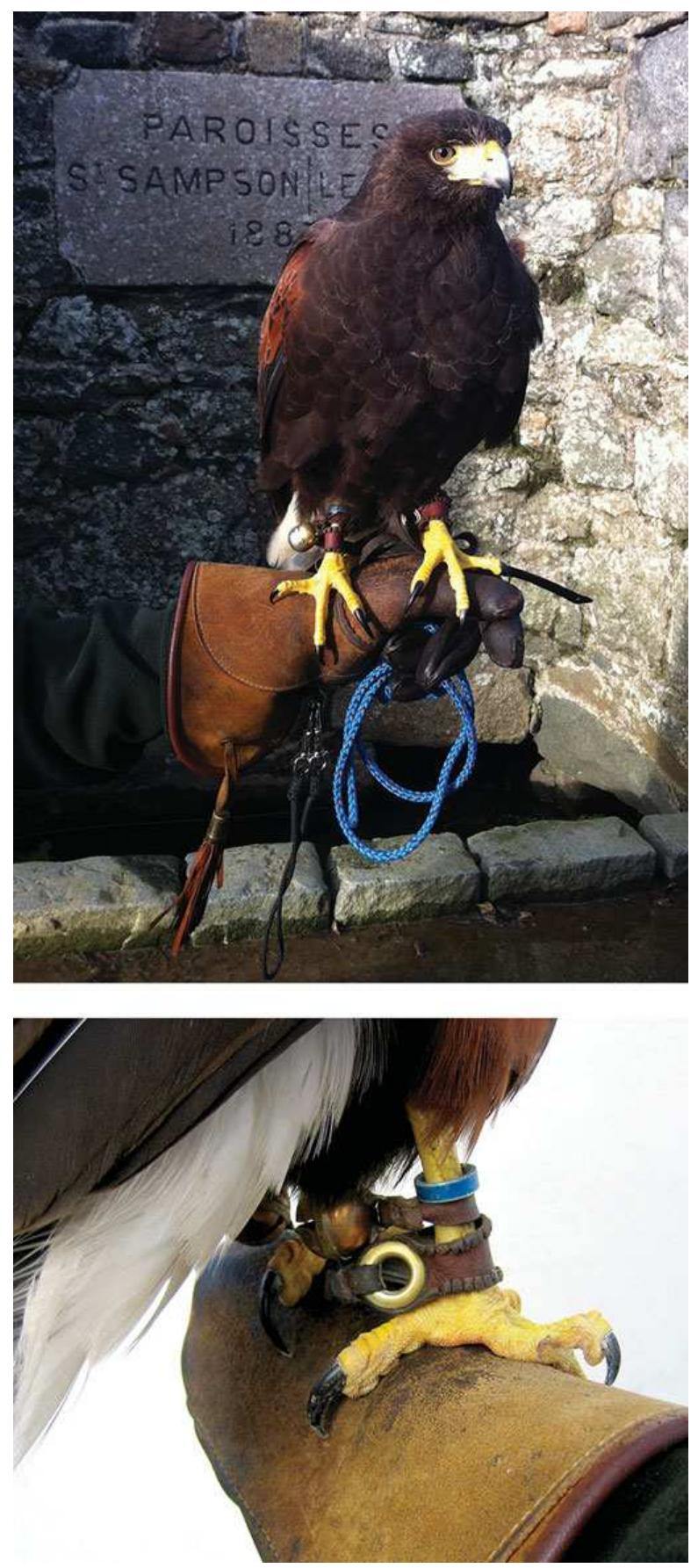 Figure 4. Adult female Harriss hawk carried on a falconry glove showing the positioning of talons 2-4 (front) and the hallux or talon I (rear). A wrist-guard positioned on top of the glove or used to support the bird would be damaged by,  and in turn blunt, the talons. Photos by author. 