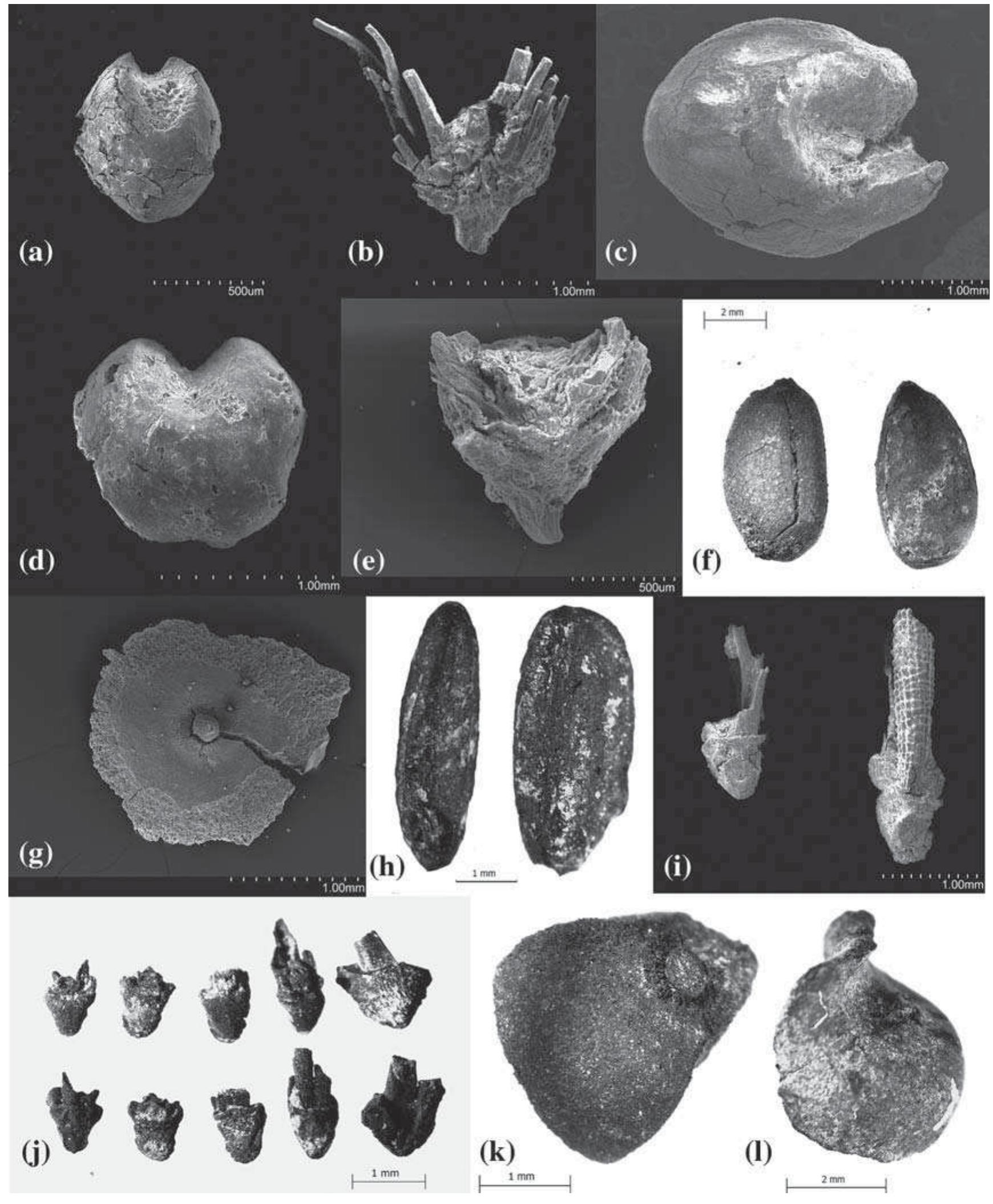 Involucre Example Figure 2 - from A history of agriculture in Northeastern