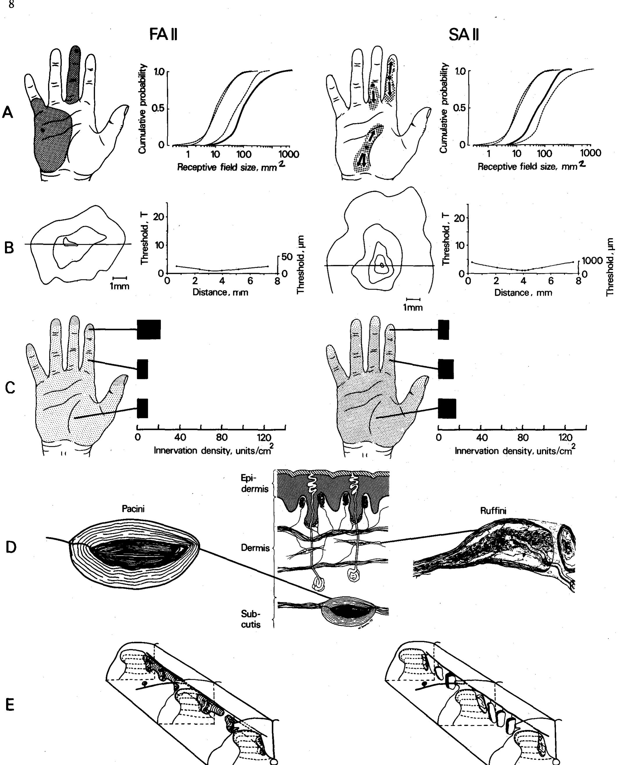 Receptive Hand (PDF) Properties of cutaneous mechanoreceptors in the human hand ...