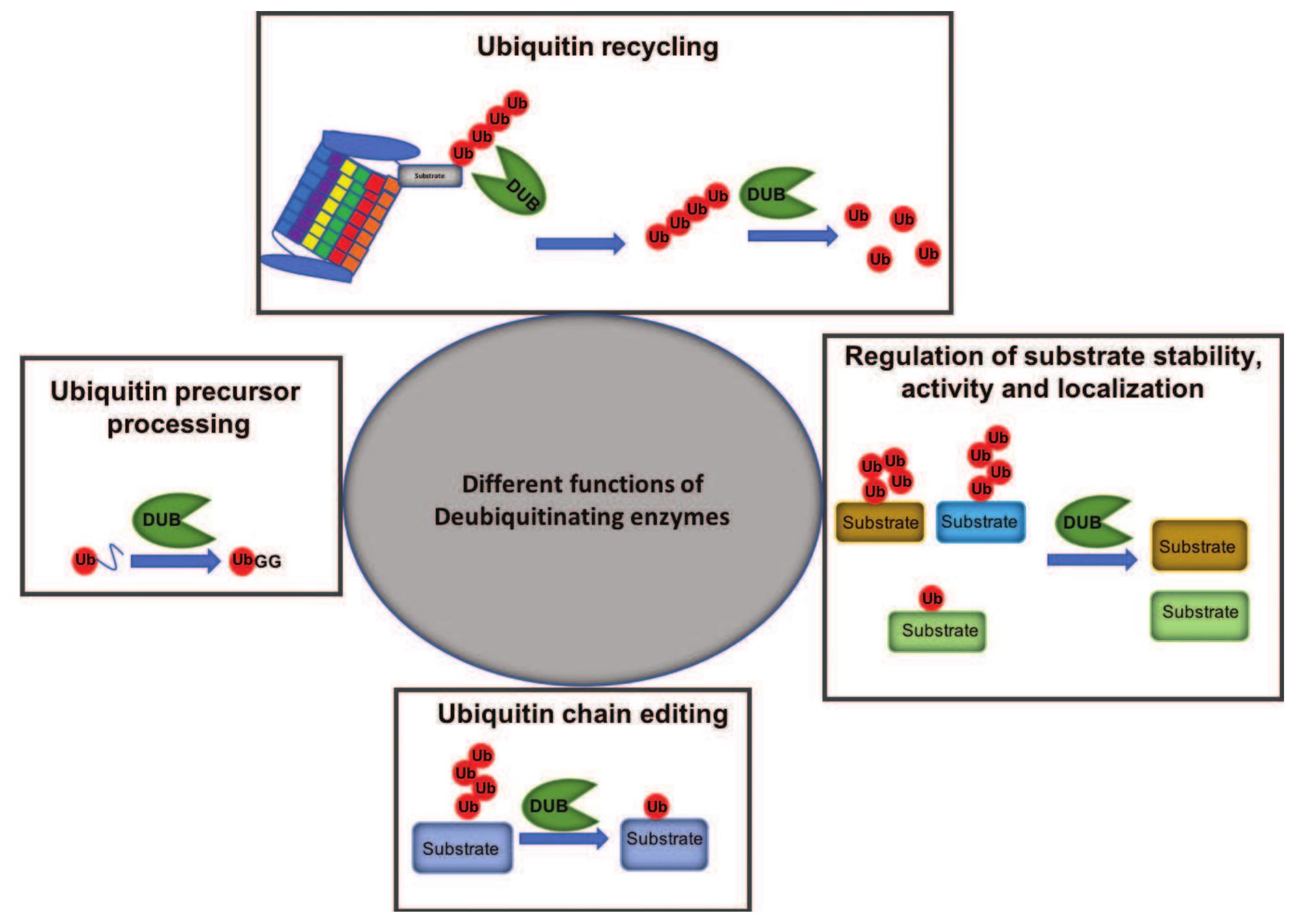 Figure 3 - from Targeting the Ubiquitin Proteasome System in