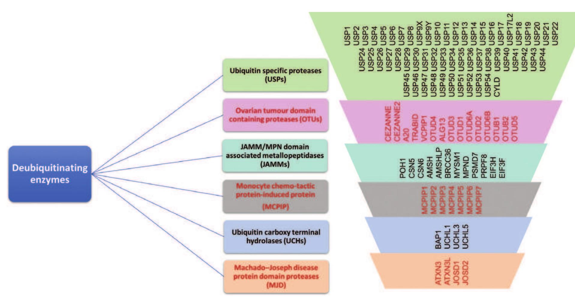 Figure 3 - from Targeting the Ubiquitin Proteasome System in