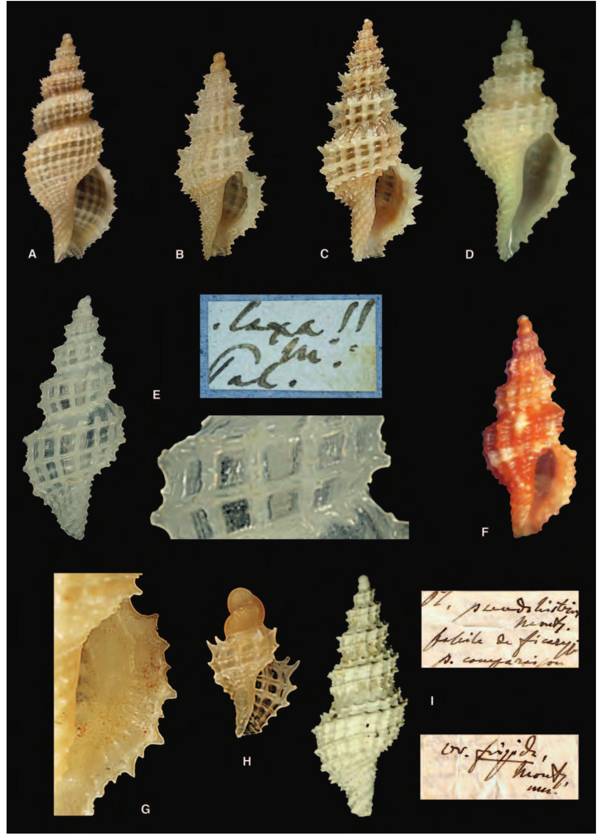 PDF A revision of the Mediterranean Raphitomidae Gastropoda  