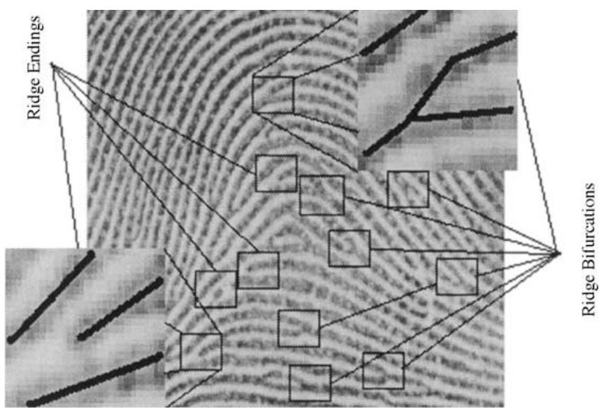 Examples of minutiae (ridge ending and bifurca- tion) in a