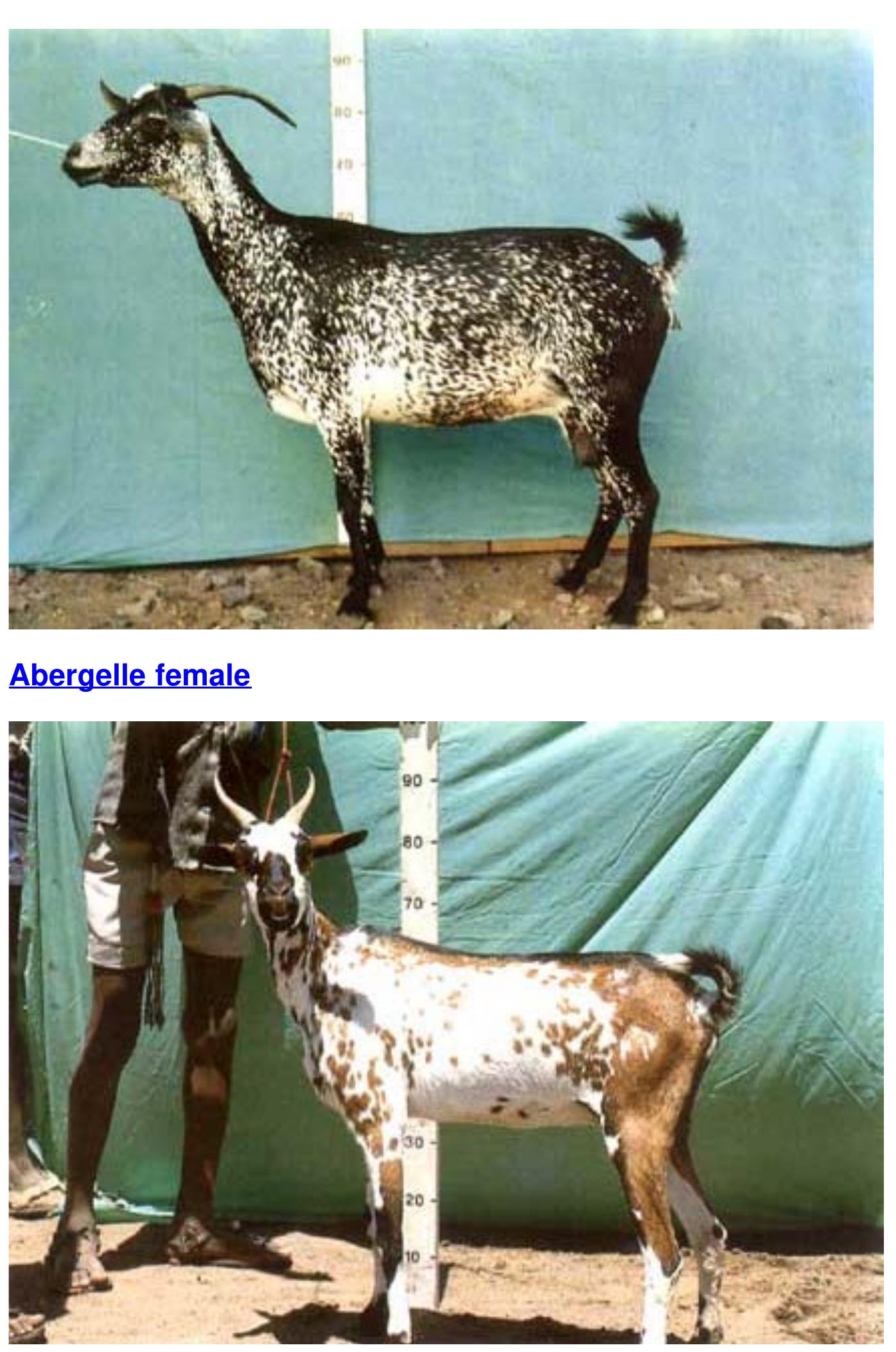 Figure 14 - from Goat Types of Ethiopia and Eritrea