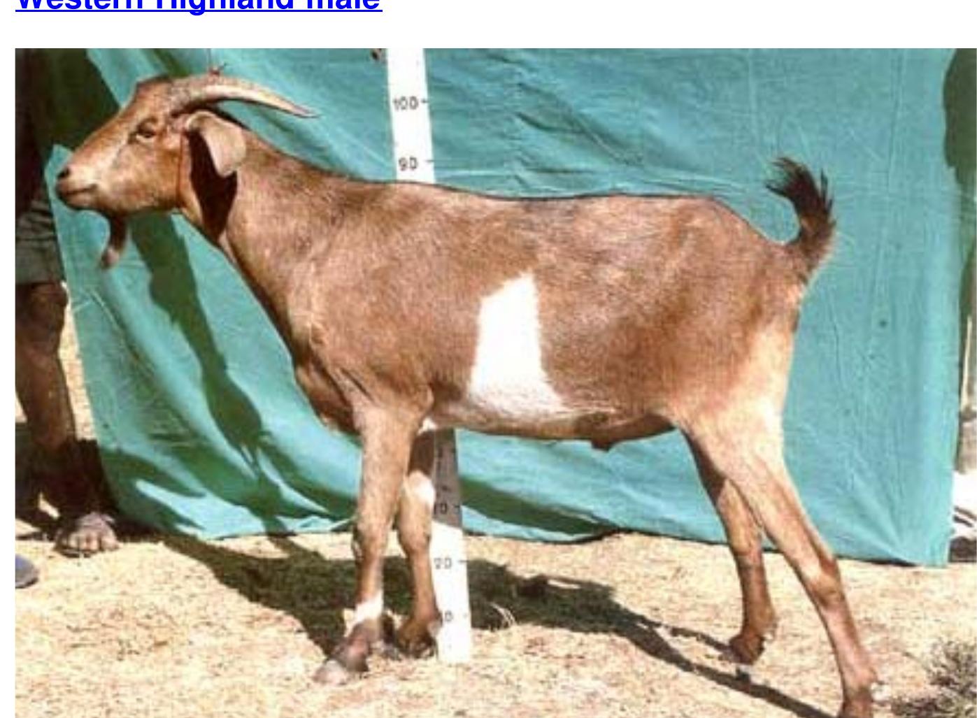 Figure 29 - Goat Types of Ethiopia and Eritrea -Physical