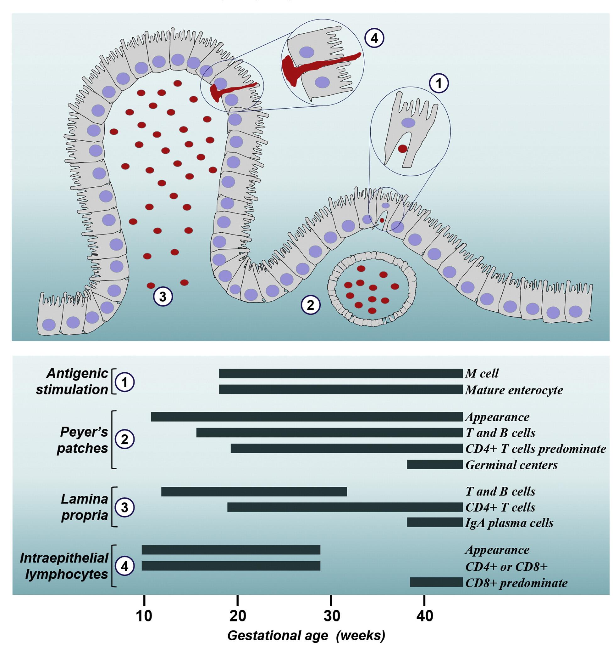 In utero developmental timeline of the human mucosal immune