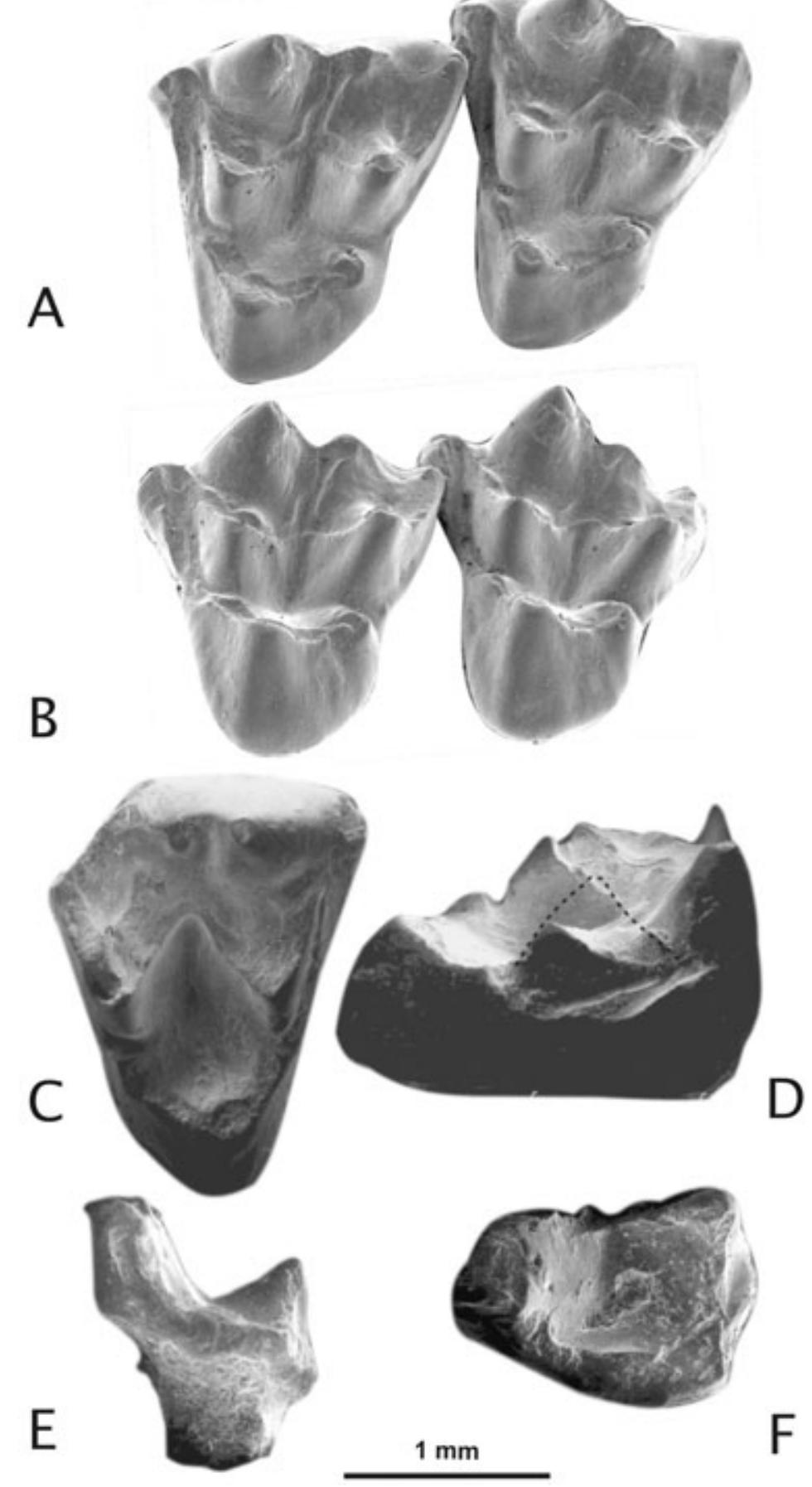 Hunco Riolestes capricornicus gen. et sp. nov. occlusal view of
