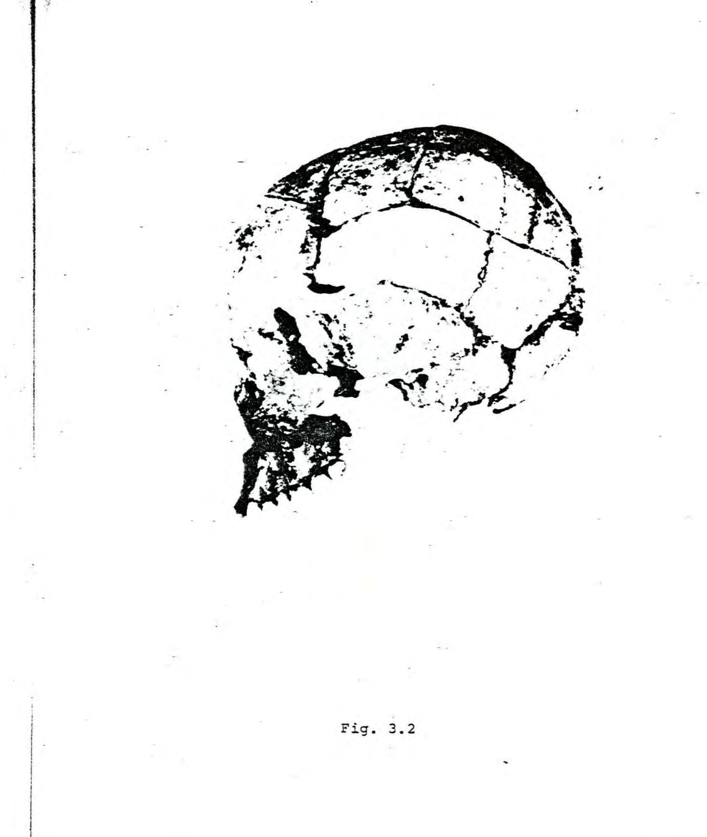 PDF) Non Nok Tha: the human skeletal remains from the 1966