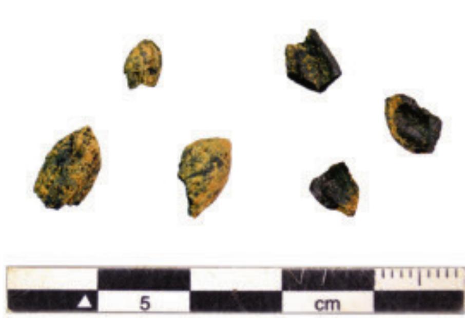 Fig. 5. Examples of the charred olive pits found in the floor layer in Room 1. 