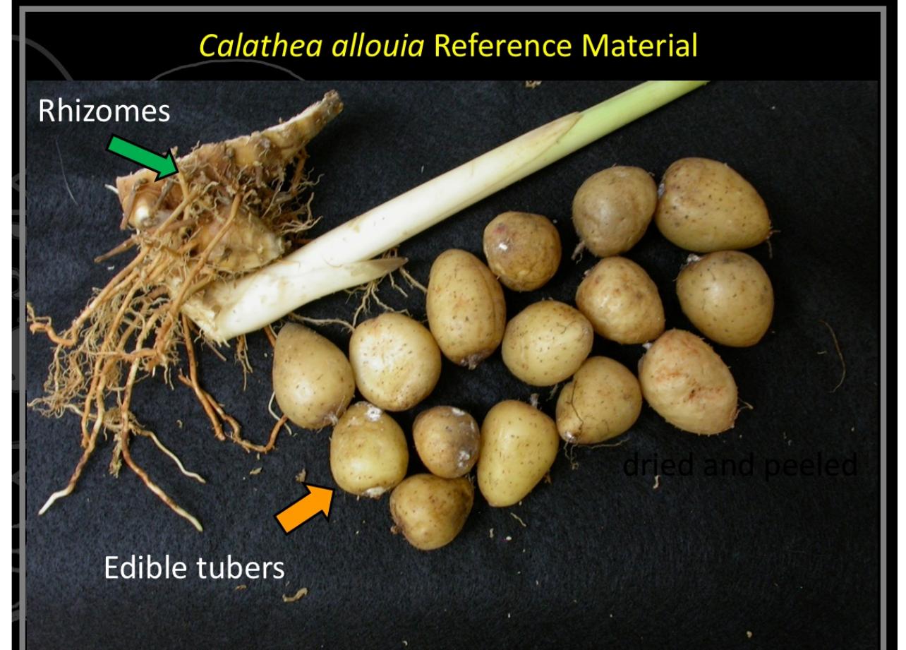 PDF) The Calathea allouia (Marantaceae) and Commelinaceae Conundrum: The  Search for Diagnostic Phytoliths