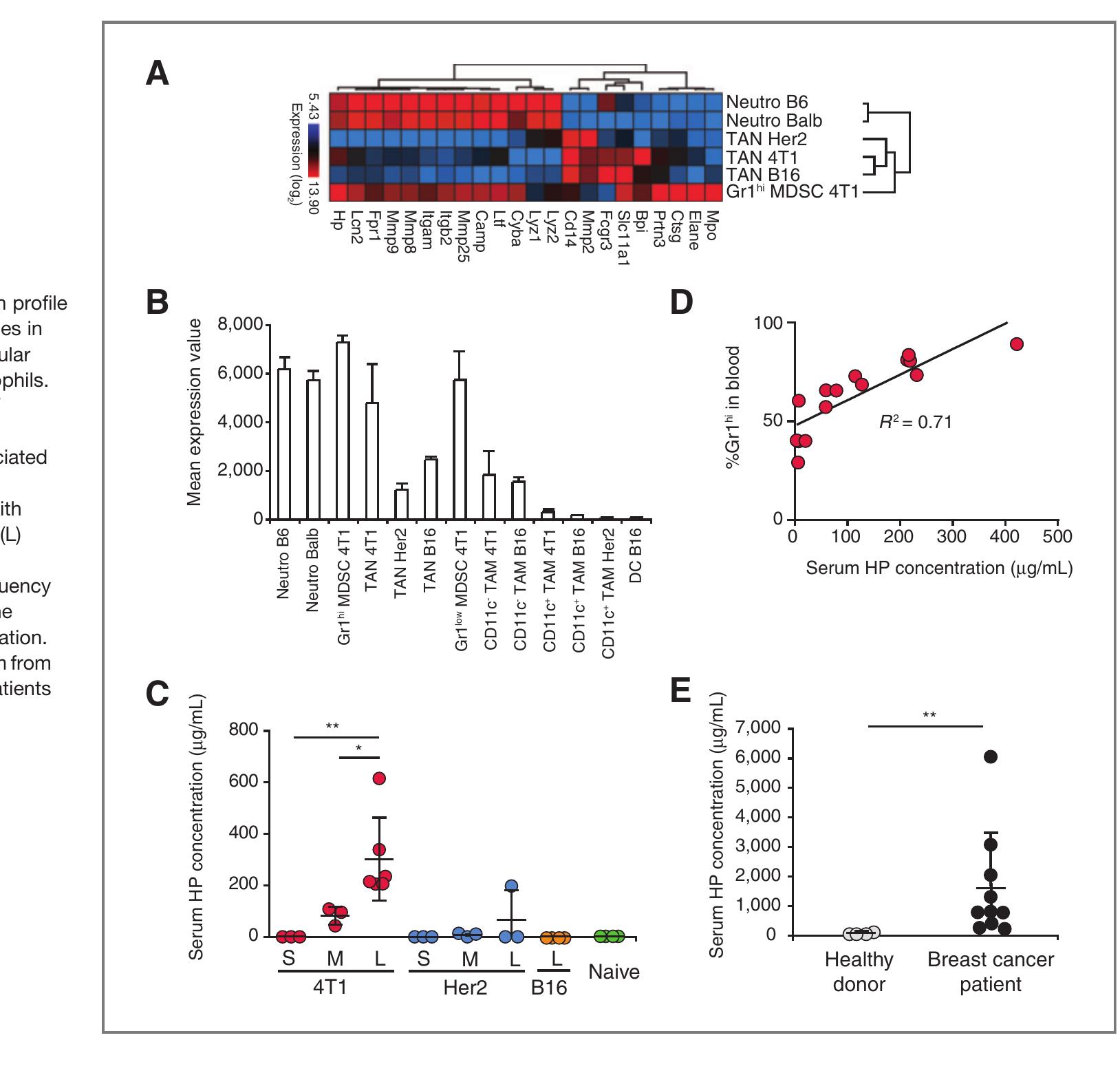 During acute inflammatory responses, neutrophils exocy- tose