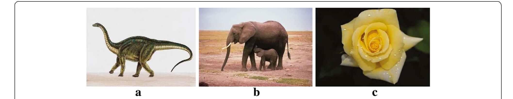 A—c sample images of the corel dataset