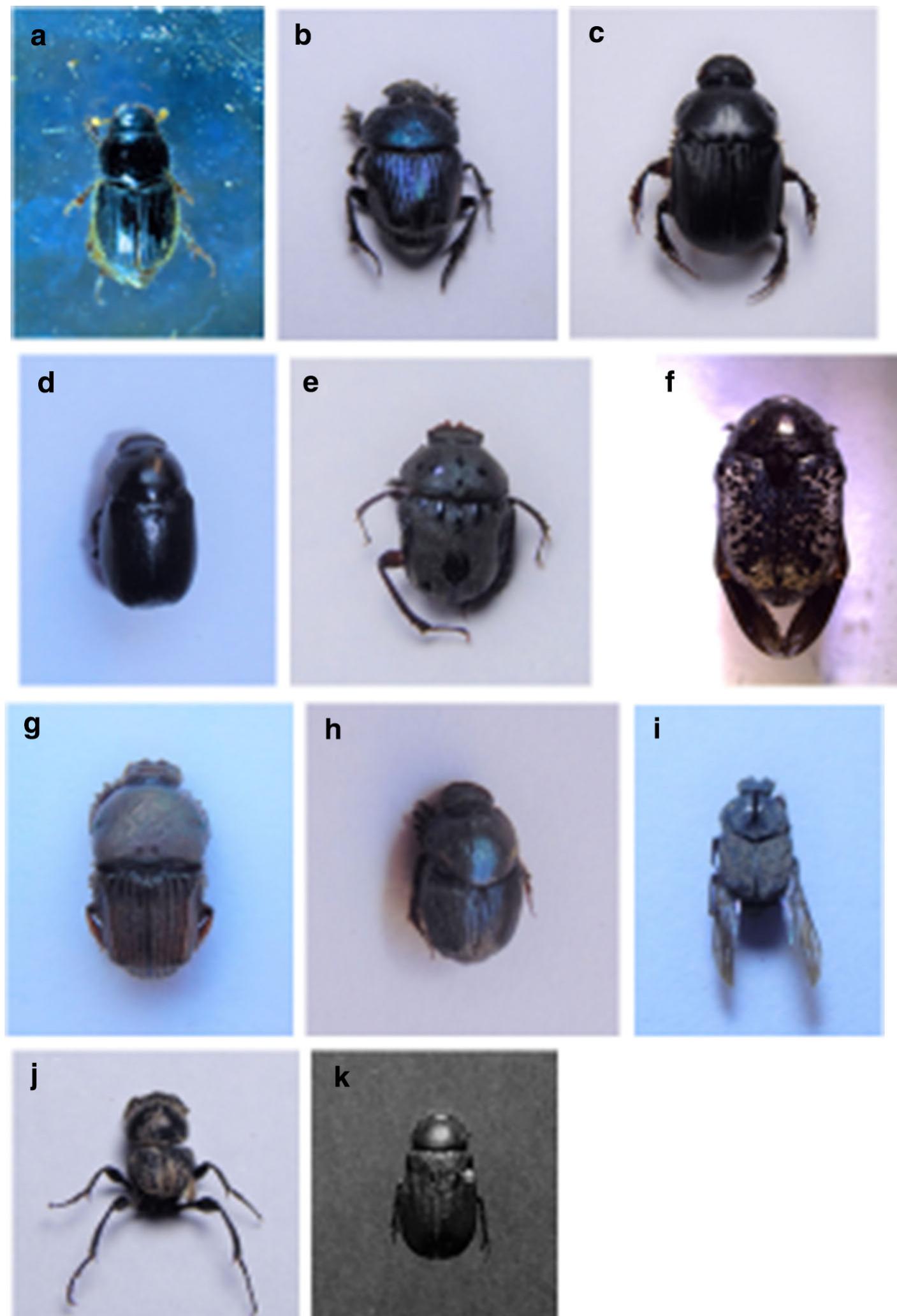 (PDF) Scarab Beetles (Coleoptera: Scarabaeoidea: Scarabaeidae) of ...
