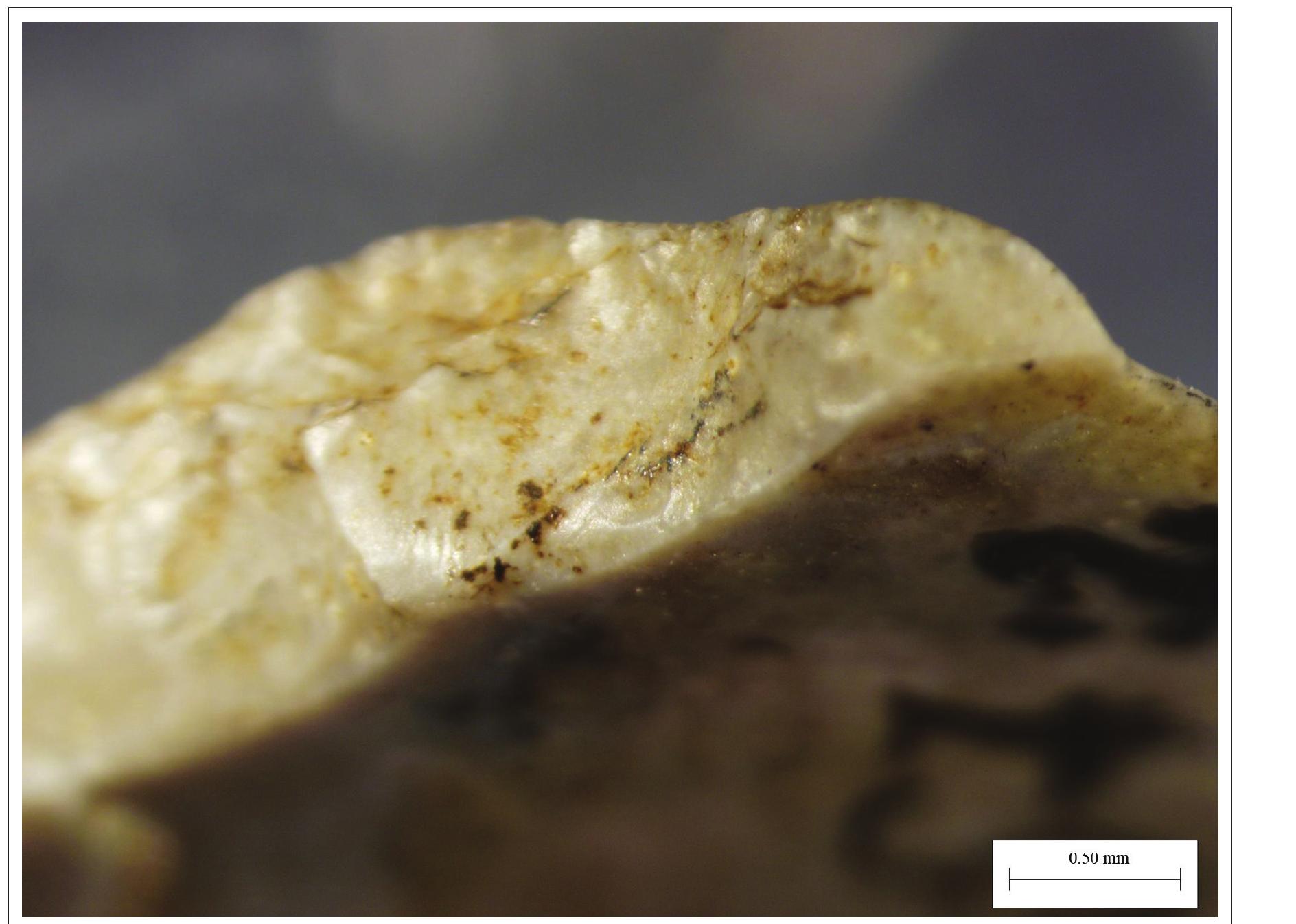 Fig. 3. Microburin spall on one of the rhombic points from Spiginas grave 1. Magnification 12.5x (photograph by Tomas Rimkus). 