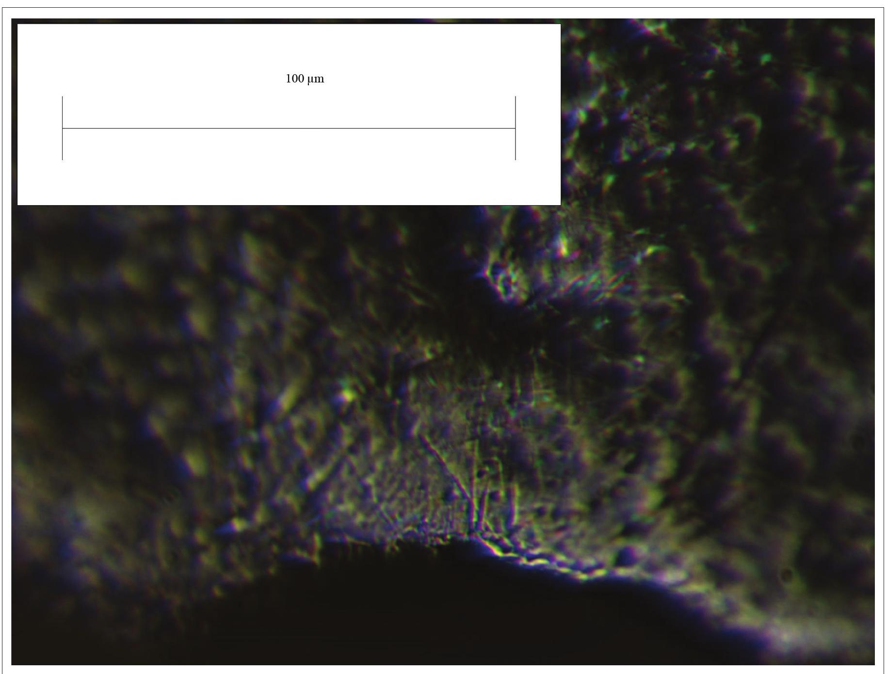 Fig. 4. Striations caused by retoucher in the proximal part of Kretuonas 1C rhombic point. Magnification 230x (photo- graph by Tomas Rimkus). 