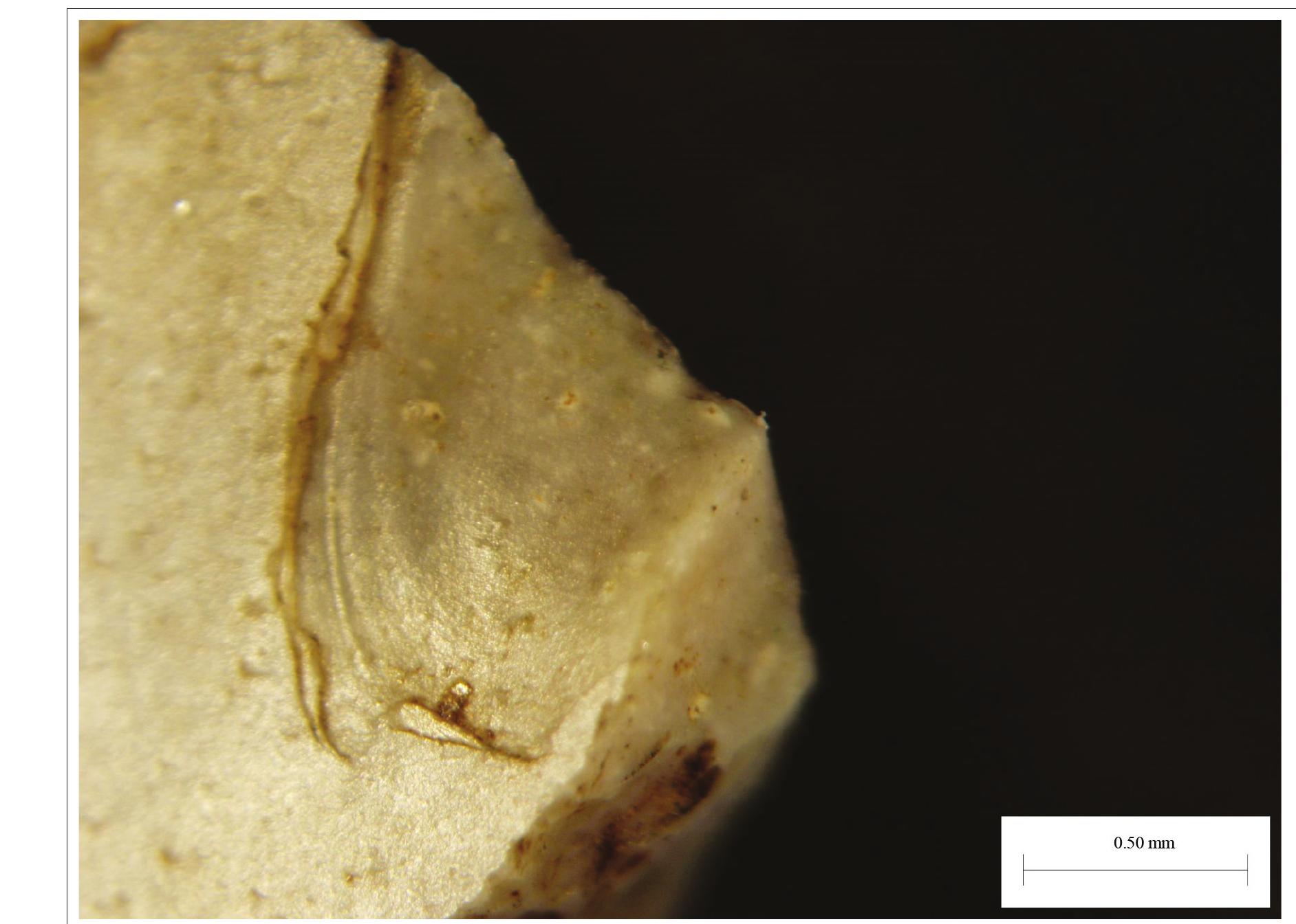 Fig. 5. Use-wear traces from contact with hard material. Arrowhead from Spiginas grave 1. Magnification 16x (photograph by Tomas Rimkus). 