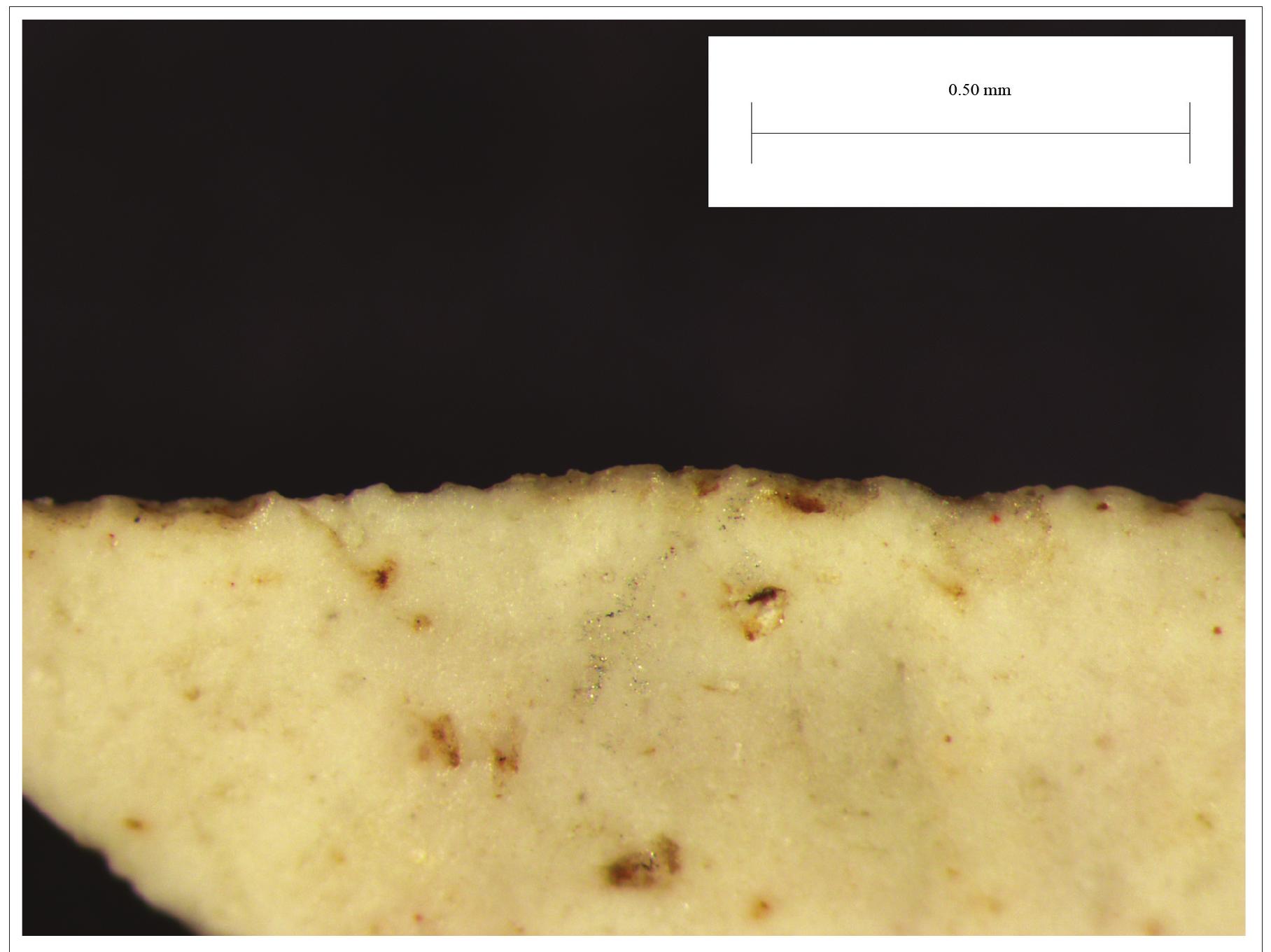 Fig. 6. Use-wear traces similar to knives on the edge of the Dreniai rhombic point. Magnification 32x (photograph by Tomas Rimkus). 