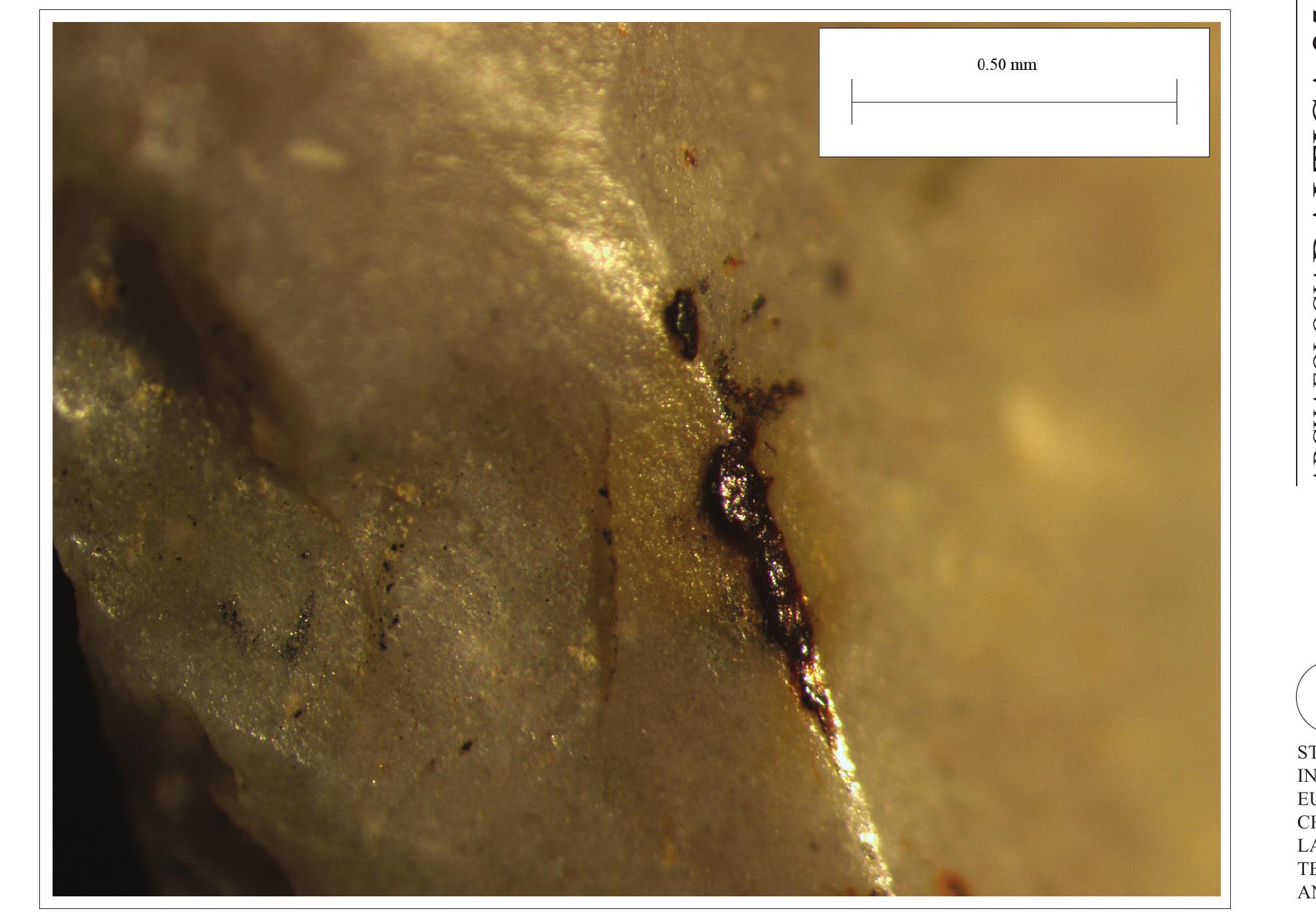 Fig. 7. Pitch residue in the proximal part on one of the points from the GribaSa 4 settlement. Magnification 25x (photograph by Tomas Rimkus). 