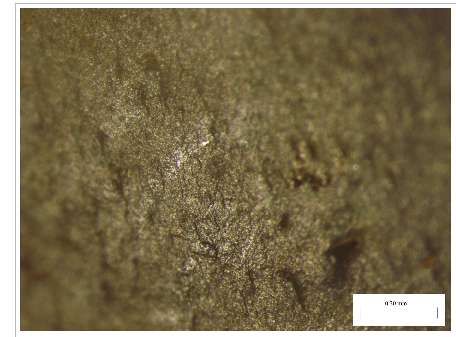 Fig. 8. Post-depositional or possible traces of transport? The rhombic point from the Katra | settlement. Magnification 40x (photograph by Tomas Rimkus). 