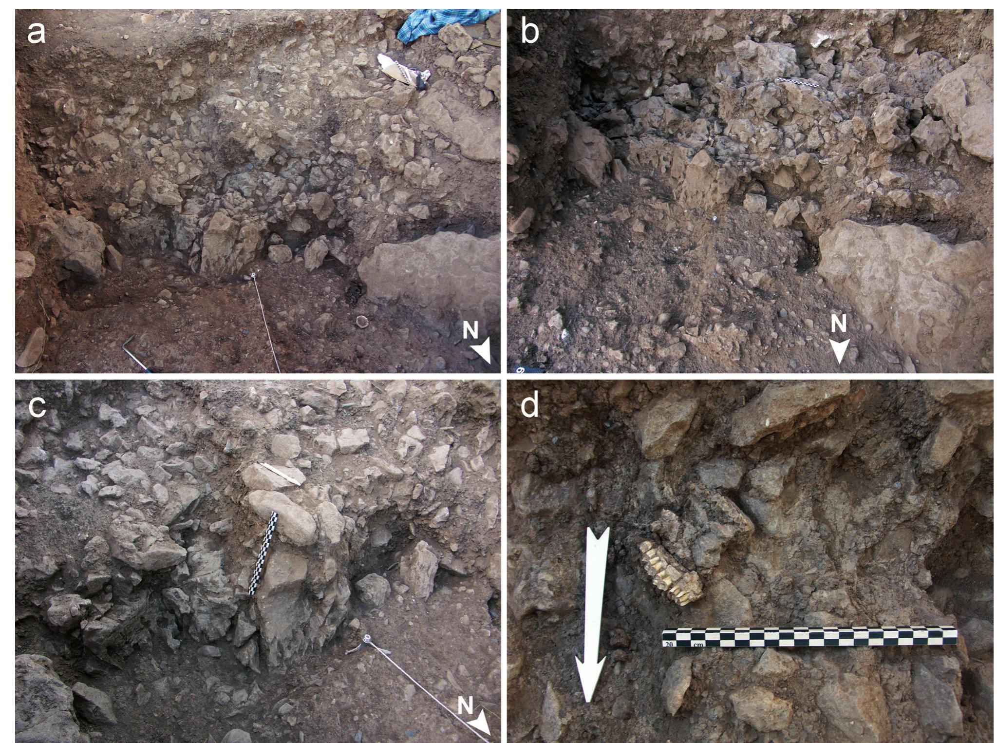 Figure 12. Loc. 25: (a, b) general views from the north-east and north. Note the large vertical stone lining at the weste part of Wall I and two other large stones demarcating it further east; (c) close up of the central part of the locus, includit part of Wall I; (d) close up of an articulated gazelle maxilla (see also Fig. 11).  involving consumption and discard, probably related  still under investigation.  Smaller stone features are abundant throughout most of the Unit 2 sequence. These features include stone-lined pits and circles (e.g. Loci 24a, 24d; Fig. 13), platforms (e.g. Loc. 57; Fig. 14) and amorphous concentrations o stones, of which the exact nature is still unknown. Uni  2 is also rich in concentrations of finds and small stones,  sometimes exhibiting a distinct cemented or compac matrix. The concentrations are typically 0.2-1 m in diameter. Examples include Loci 29-32 and 61 (Fig. 15). Special sediment patches occasionally appear such as the example of Loc. 35 which is a distinctive compact orange- brown sediment in Phase W-7 (Fig. 16) whose nature is still under investigation. 