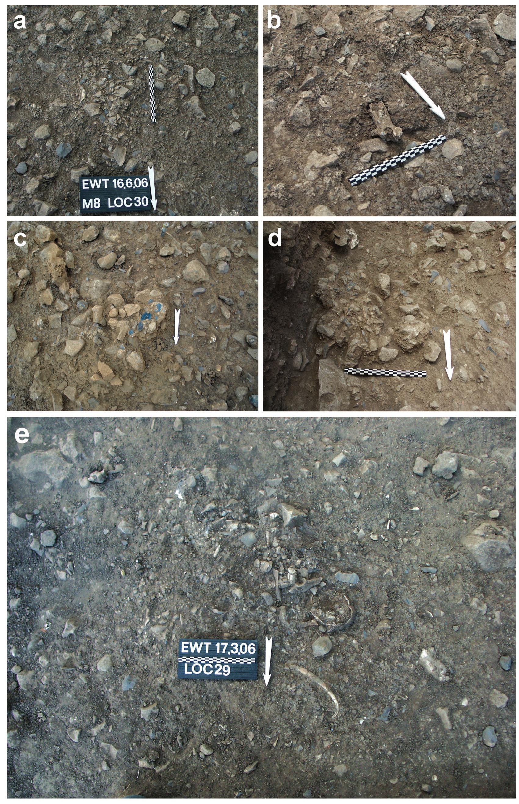 Figure 15. Various concentrations of small stones and artifacts: a) Loc. 30; (b) Loc. 30 after excavation, exposing a gazelle horn core; (c) Loc. 71, showing the orange concretions; (d) Loc. 40; (e) Loc. 29. Note the tortoise shell, gazelle rib and innominate bones. 