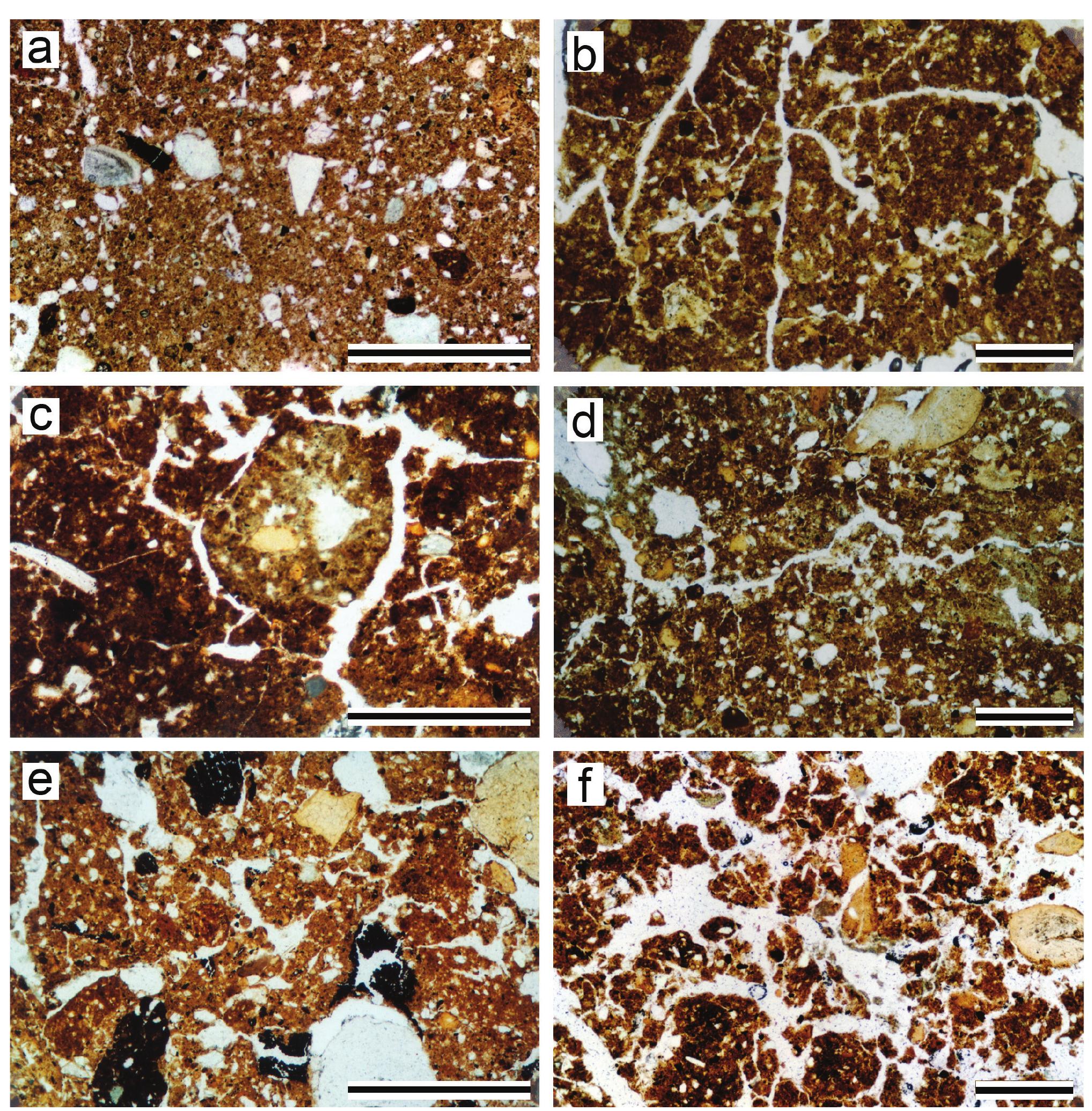 no signs of relatively long transportation of these features  for pyrogenic anthropogenic materials. However, non  Figure 19. Photomicrographs of structure features of Natufian deposits at EWT. All photographs in plane polarized light (PPL), 400 um scale bar; (a) Dense, pore-depleted clayey matrix with ca. 20% silt and fine sand, Sq. N6, Unit 1, 2.6 m depth; (b) Shrink-swell structures in terra rossa soil mass; scattered charred plant residues, Sq. O5, Unit 2 (late Natufian), 3.1 m depth; (c) Round yellowish bio-aggregate (apparently rich in phosphates) embedded in dark soil mass with sinuous planar voids, Sq. O5, Unit 2, 3.0 m depth (XPL); (d) Mixed terra rossa groundmass with some biological pores superposed on the net of narrow planar voids, Sq. O5, Unit 2, 3.5 m depth; (e) Complex structure due to superimposed post-depositional fractures upon loose biologically related fabric; note well-defined charcoal fragments, Sq. O5, Unit 2, 4.0 m depth; (f) Strongly fragmented microfabric due to fire or trampling effect, Sq. N6, Unit 2, 3.5 m depth.  