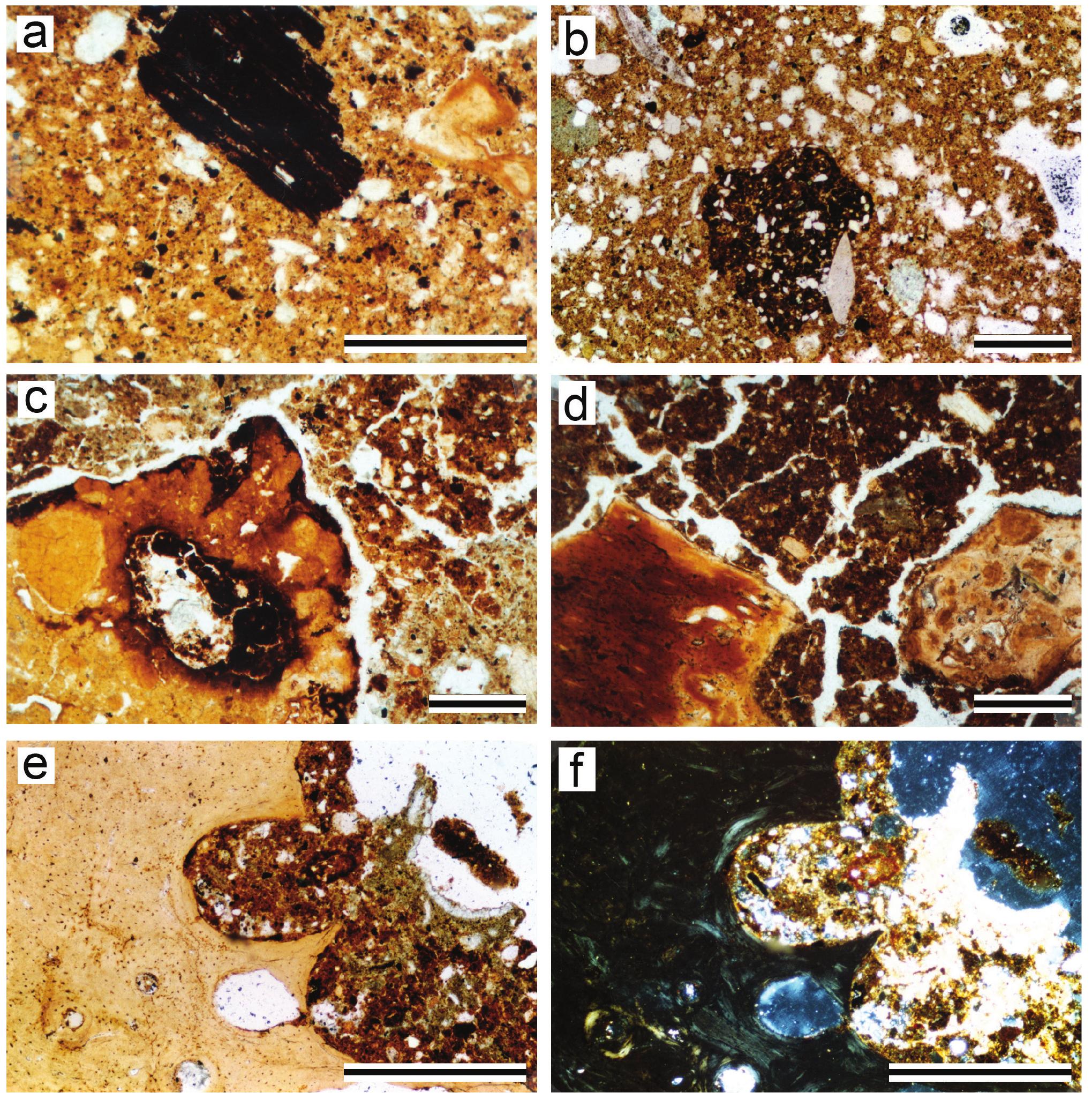 Figure 20. Photomicrographs of burned materials at EWT. Plane polarized light (PPL), crossed polarized light (XPL), 400 um scale bar; (a) Elongated charcoal embedded in dense compacted soil mass stained by charred particles, Sq. N6, Unit 1, 2.8 m depth (PPL); (b) Dark-colored humified, silt-rich bio-aggregate embedded in the calcified sand-rich compact matrix, Sq. N6, Unit 1, 2.97 m depth (PPL); (c) Large bone with effects of thermic impact and weathering on its edges, Sq. O5, Unit 2, 4.0 m depth (PPL); (d) two chips of burned bone, one on the left side with straight edges, unaffected by diagenesis, another on the right side in contrast is strongly weathered; bones are embedded in terra rossa groundmass with shrink-swell structure, Sq. O5, Unit 2, 3.7 m depth (PPL); e (PPL), f (XPL) Deep cavities at the bone edge, filled with polyphase calcareous soil mass which is superimposed with a pure micrite coating, Sq. N6, Unit 2, 3.5 m depth (PPL).   Distinct hearths were not found at this part of the site,  remains, various geoarchaeological data also indicate 