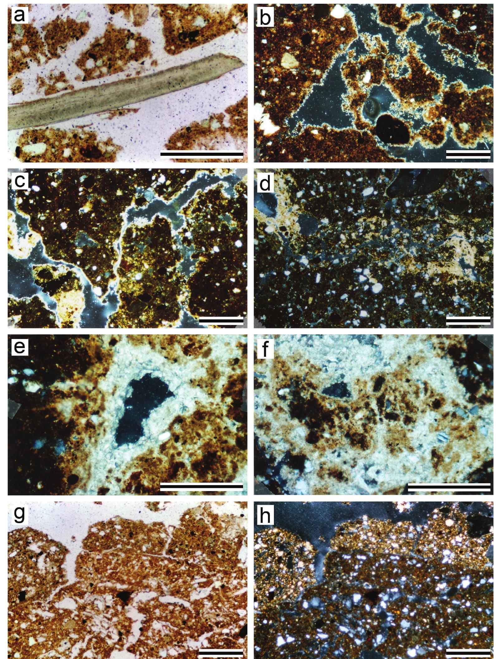 Figure 21. Photomicrograp  crossed polarized  light (XP  hs of calcareous features at EWT. Plane polarized light (PPL), L.), 400 pm scale bar; (a) Land snail shell in the a porous silty-clay  matrix, Sq. N6, Unit 1, 2.97 m depth (PPL); (b) Discontinuous microsparite incrustations on walls of biologically related  Micrite coatings  aggregates and channels, Sq. O5, Unit 2, 3.0 m depth (XPL); (c)  ining carbonate-free aggregates and calcareous pellets in a thick biological  channel, Sq. O5, Unit 2, 3.0 m depth (XPL); (d) Micrite coating/hypocoating (left) and diffuse  moderately disso 3.4 m depth (XP  ved micri  e feature (center right) in the compact micromass Sq. O5, Unit 2,  L); (e) — polyphase micrite/microsparite coating in biological pore, Sq. O5,  Unit 2, 3.9 m depth (XPL); (f) disintegrated brownish (“dirty”) reworked ash calcareous material preserved inside t Sq. OS, Unit 2, 3.7 m depth (XPL); g (PPL), h (XPL) Strongly calcareous, dense, material ~0.2 mm thick with sharp lower contact superposed to poorly calcareous, more loose, archaeological soil deposit, Sq. N6, Unit 2, 3.7 m depth (details in text).  he post-depositional white, dense microsparite/sparite infilling,  