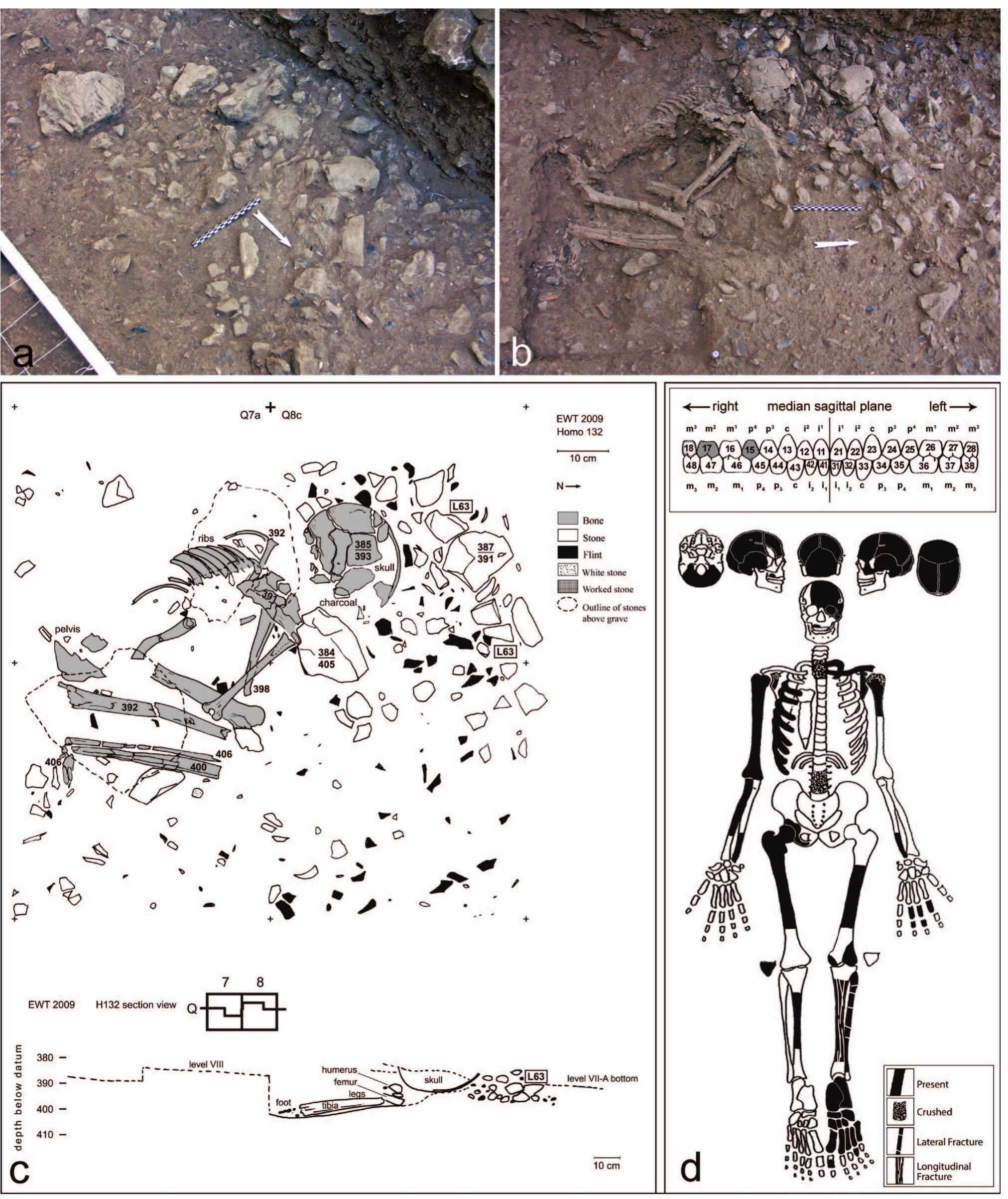 Figure 36. H132 burial. a) initial exposure; b) during excavation; c) plan; d) schematic representation of preserved bones.  bones were also preserved. Only a small portion of thi  Based on measurements of the right femur (maximum diameter of the head; Bass 1995, table 3.30, 4 cm) and 