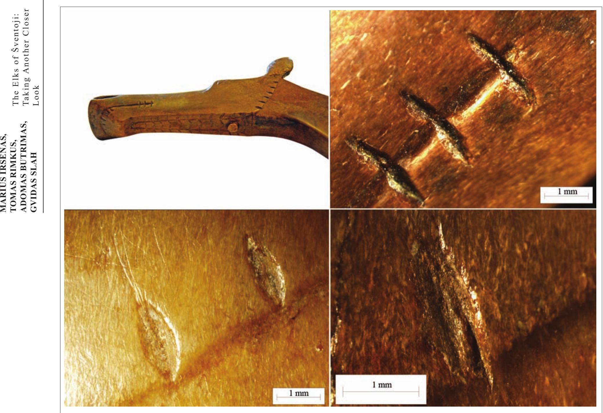 Fig. 4. Tooth incisions. The staff from the Sventoji 3 site. Antler (photograph by M. Irsénas and Gvidas Slah).  object and represents them as illustrations. The images were processed with Image-Pro Express 6.3 software. Technological traces and other important traces on the staffs were at their greatest visibility when magnified by a factor of 7 to 63.  emphasised its most characteristic features, as well as adding various details to make the figure come alive. These include, for example, the slight but characterful bump on the animal»s forehead, almost at the level of its eyes, that gives the carving life. The eyes have an almond-shaped contour, and are followed by a slight slope down the entire long hump up to the nose. The muzzle is almost quadrangular, and orifices are carved out for the nostrils. Above the pronounced and protrud- ing lower lip so characteristic of the elk are the teeth, carved out with a gap in place of the canine teeth, a common feature of herbivores. The underside of the jaw depicts a dewlap and a beard, represented by two rows of herringbone-pattern scratches that stretch from he underjaw to the ears. Just below the neck is a carv- ing of a small rounded growth. The surface of the en- ire head is very elegantly polished, while the nose and ears are decorated with thin criss-cross scratches. The ower part of the ritual staff is of a quadrangular cross- section and narrows towards the bottom, where a cy- indrical hole is carved out’ (Rimantiené 1979, p. 106).  