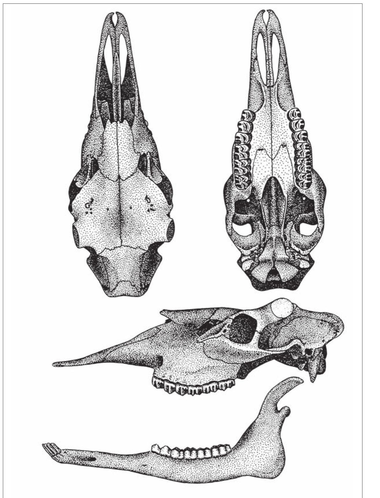 Fig. 5. An elk skull (from Lietuvos fauna 1988, Fig. 253). 