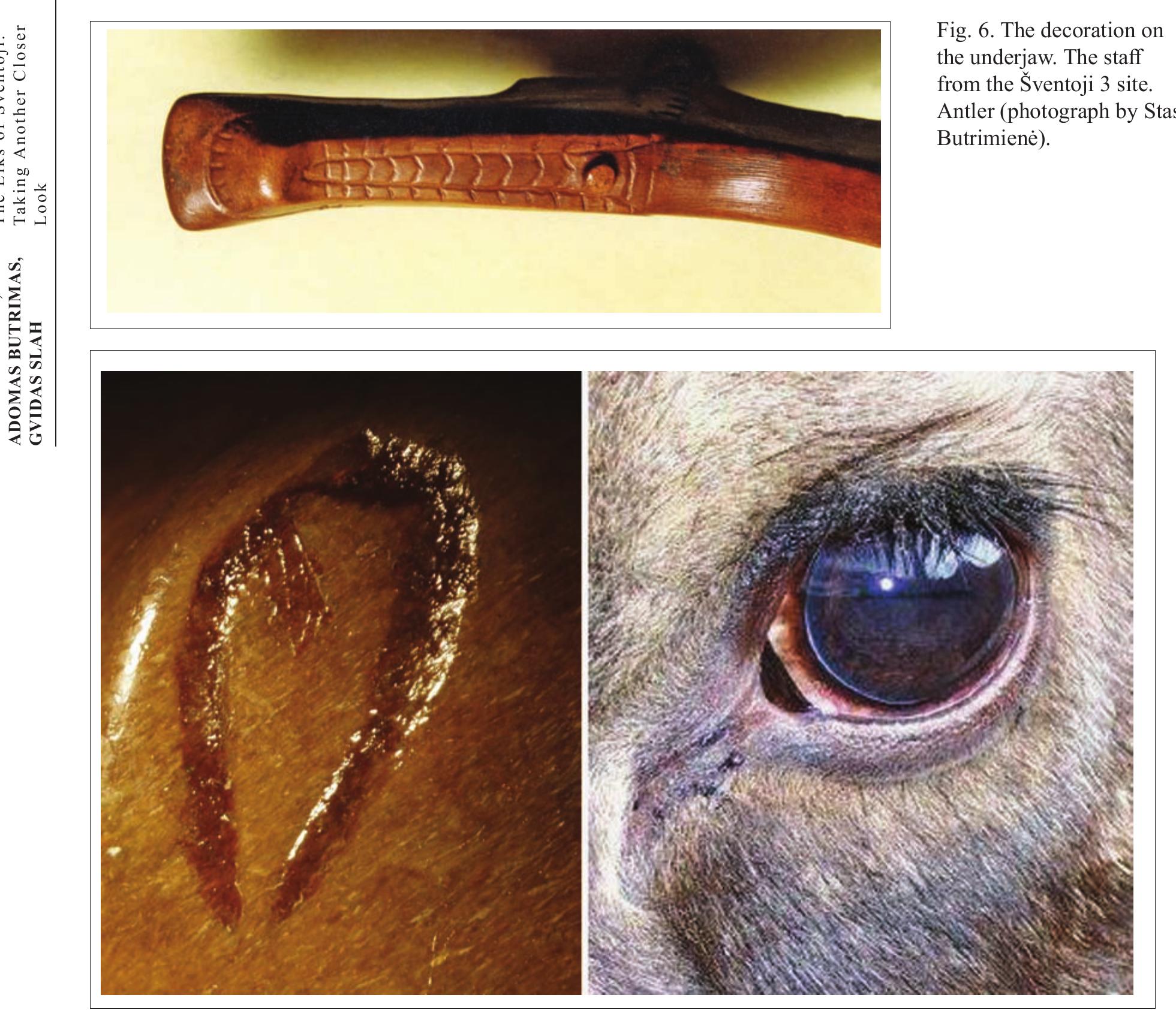 Fig. 7. A carved eye and iris. The staff from the Sventoji 3 site. The eye of the elk and its iris. 