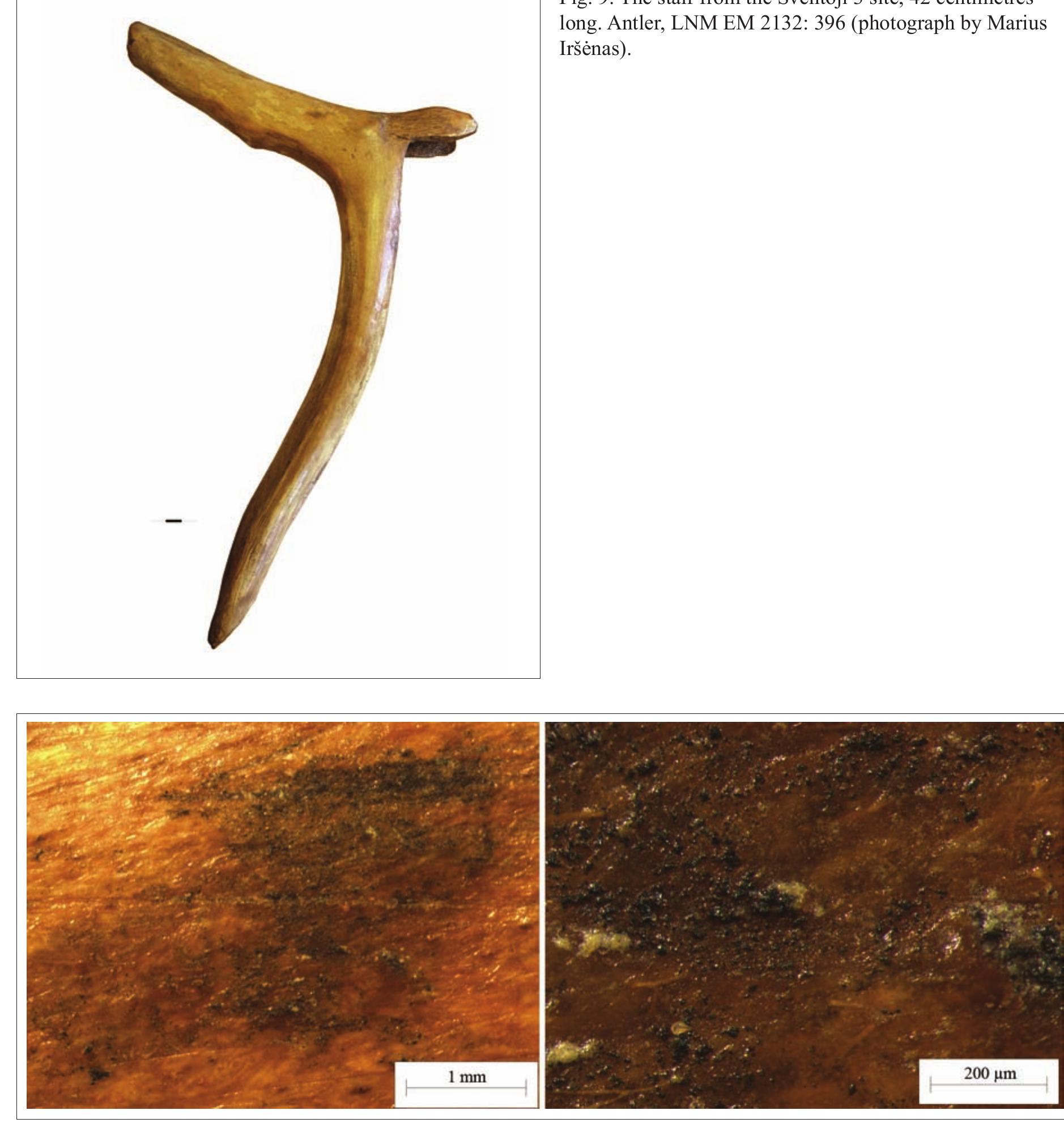 Fig. 10. Resin marking the eye (?). The staff from the Sventoji 3 site. Antler (photograph by Gvidas Slah). 