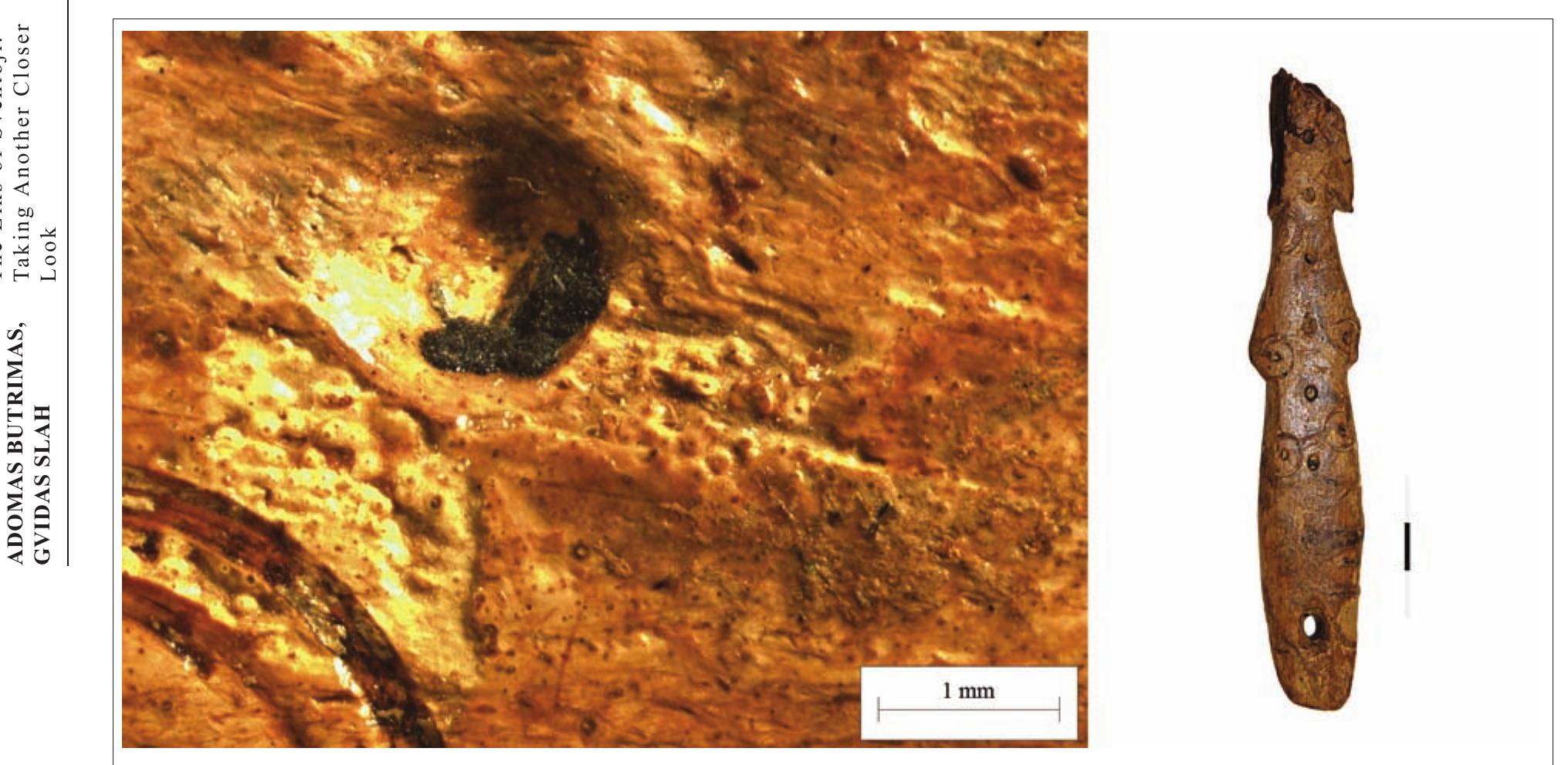 Fig. 11. Traces of resin in the decoration on the fish spear found at the Sventoji 6 site (photograph by Tomas Rimkus). 