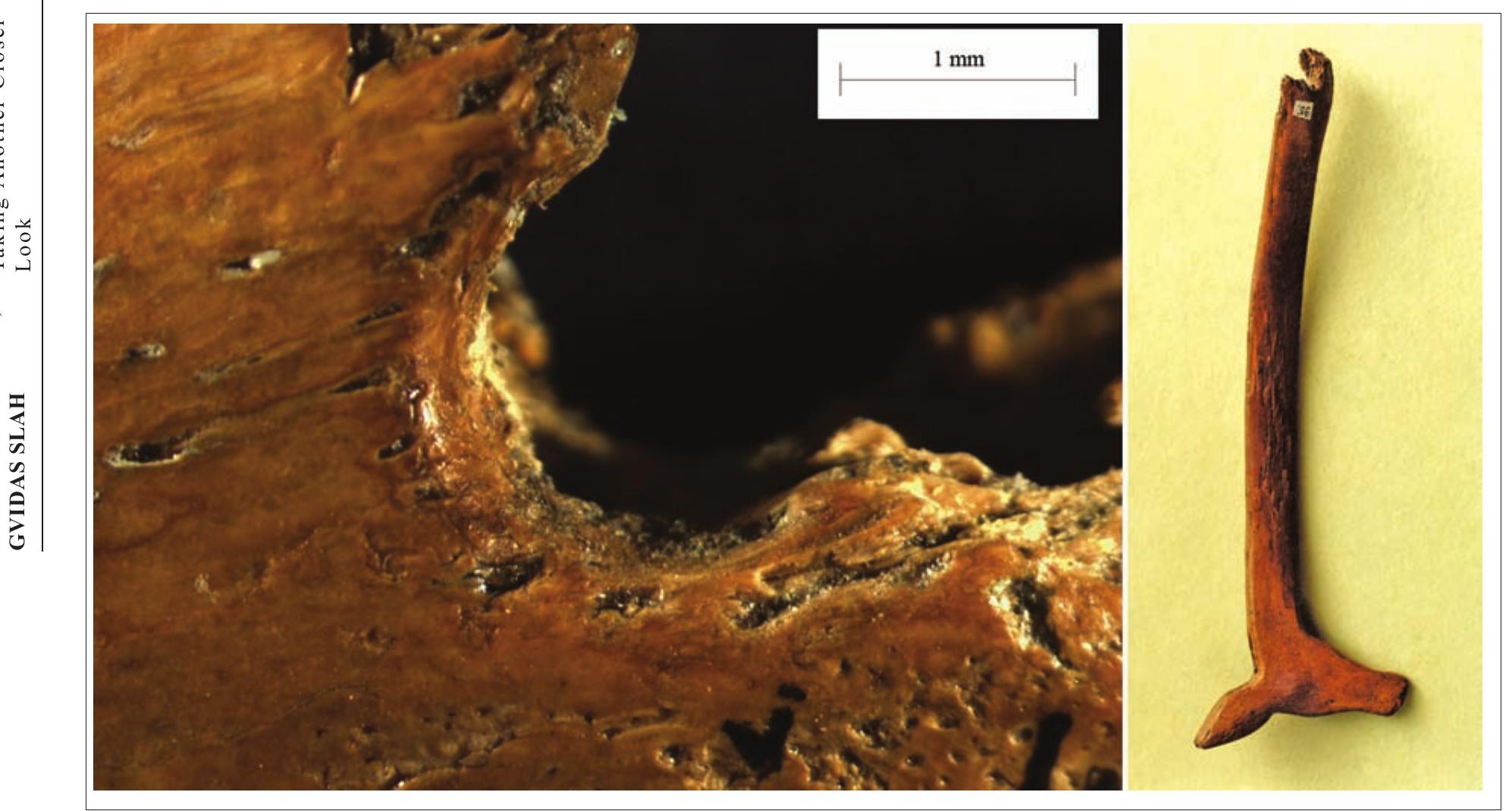 Fig. 15. The hole at the bottom of the staff from the Sventoji 4 site and the use-wear analysis indicate the position the staff was carried in (photograph by Gvidas Slah and Marius IrSénas). 