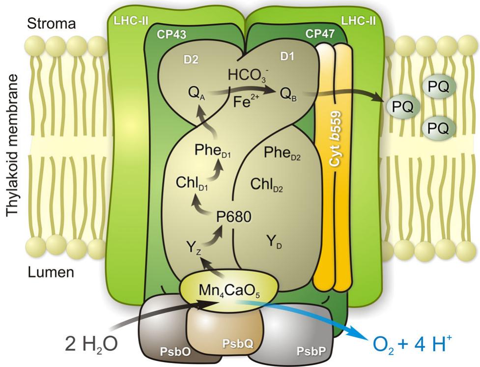 Figure 1 - from Mamedov_2015.pdf