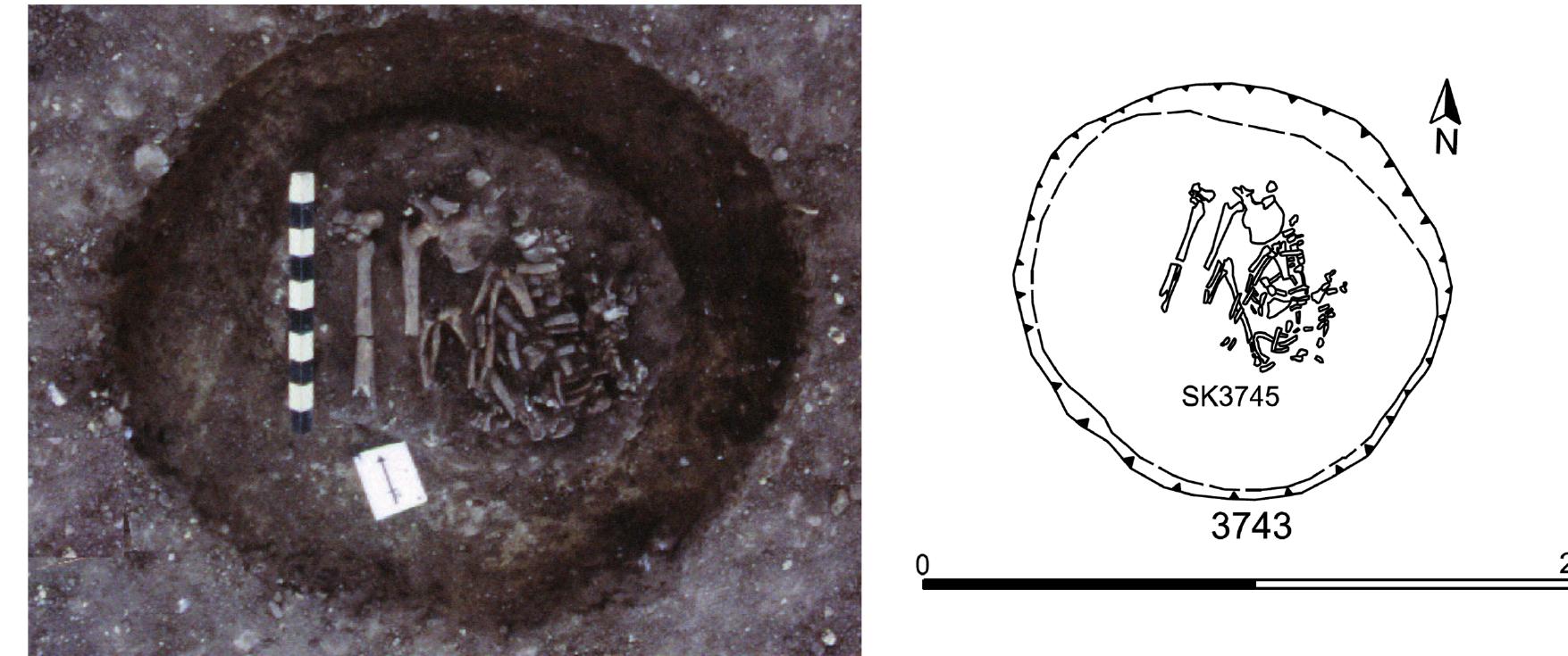 Fig. 4 - Middle Iron Age burial, Harston, Cambridgeshire. Burial SK 3745, storage pit F3743. Female aged 35-45 years. © J. Last; Drawings K. Henry/C. Davies/C. George. 