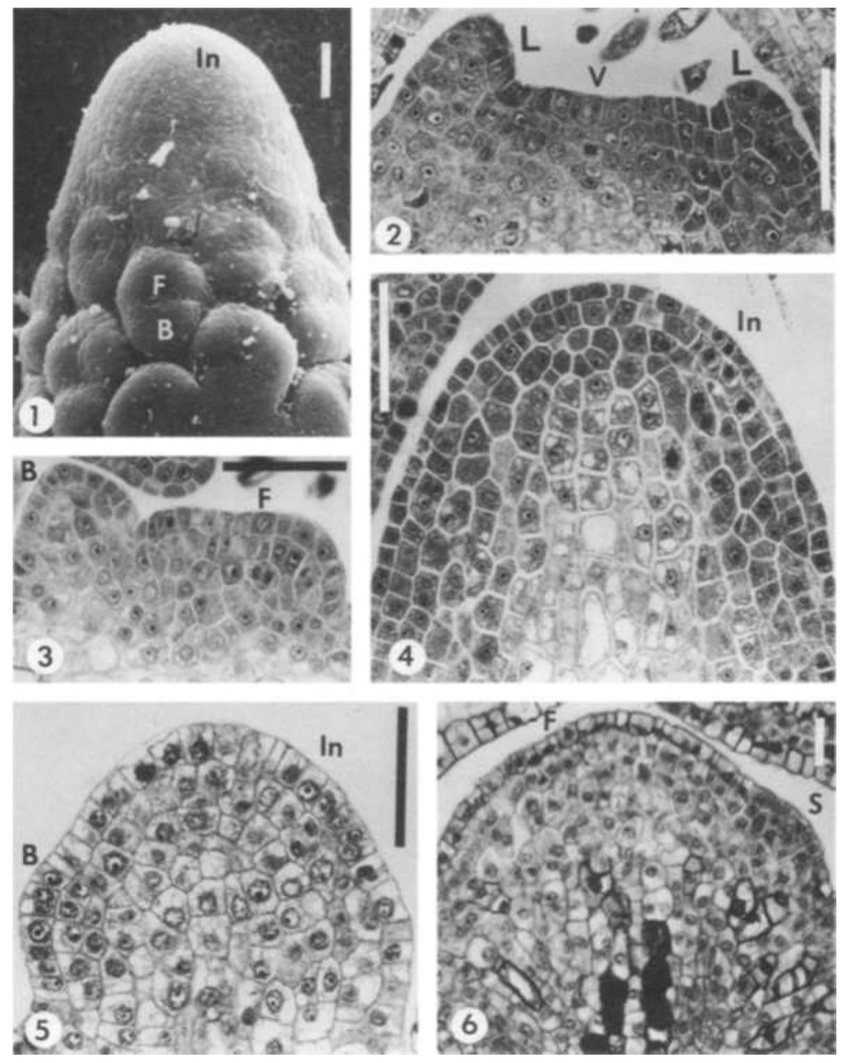 Figure 1 - from The inflorescence: Introduction