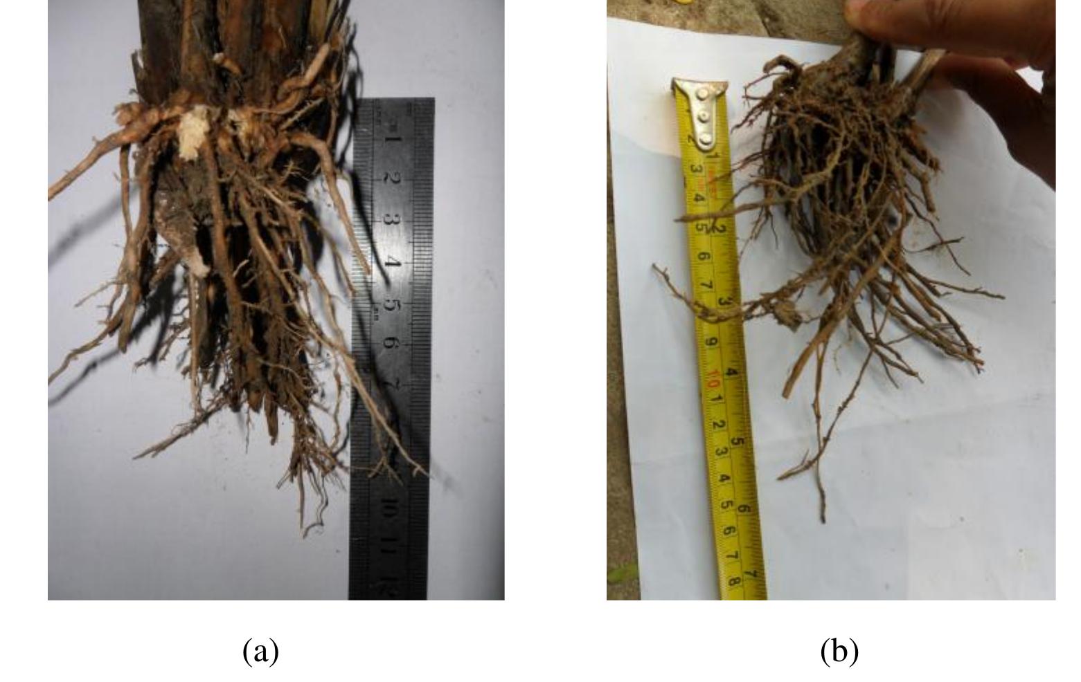30: growth of root in pubail soil: (a) at plantation time