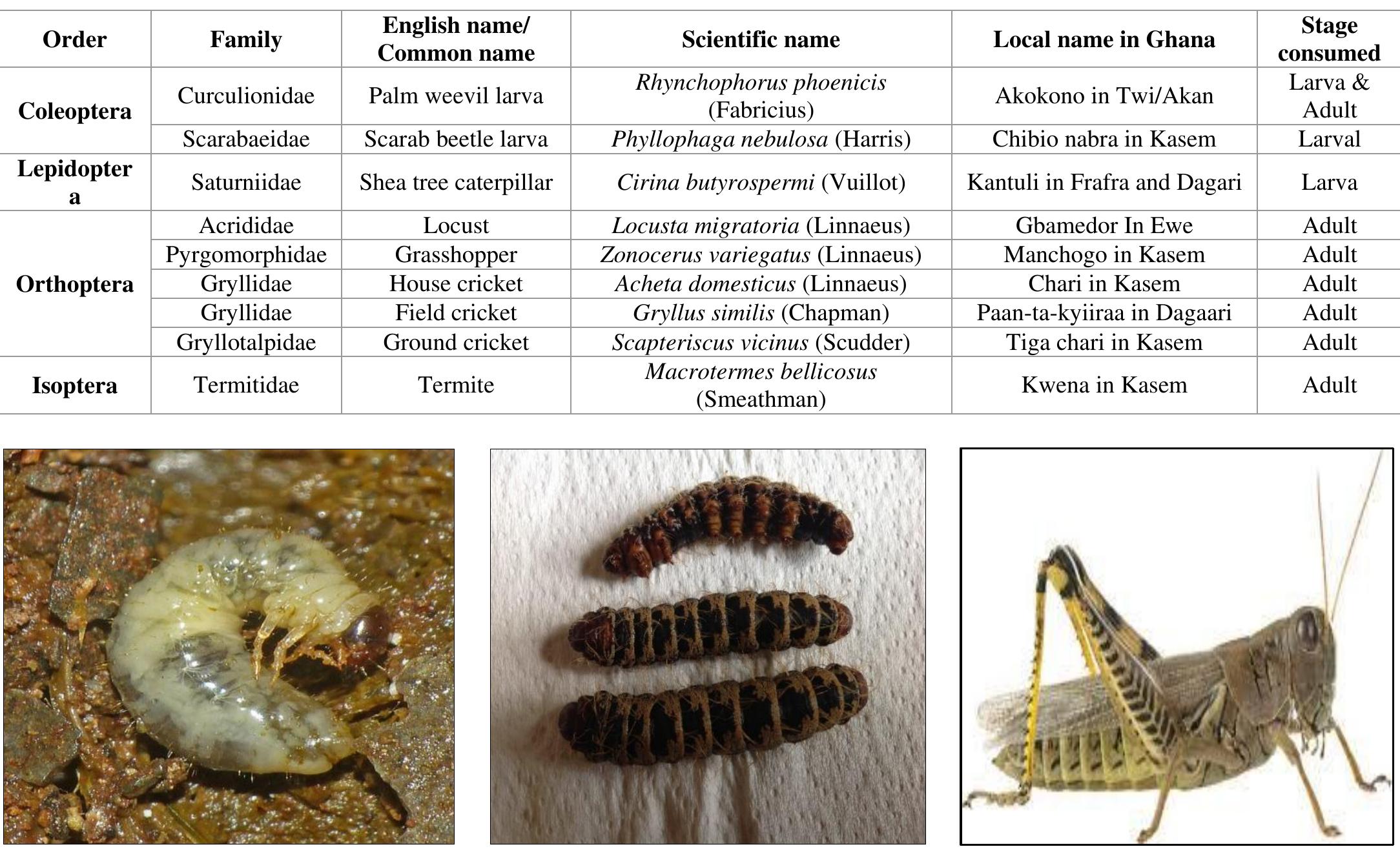 (PDF) Identification and classification of common edible insects in Ghana