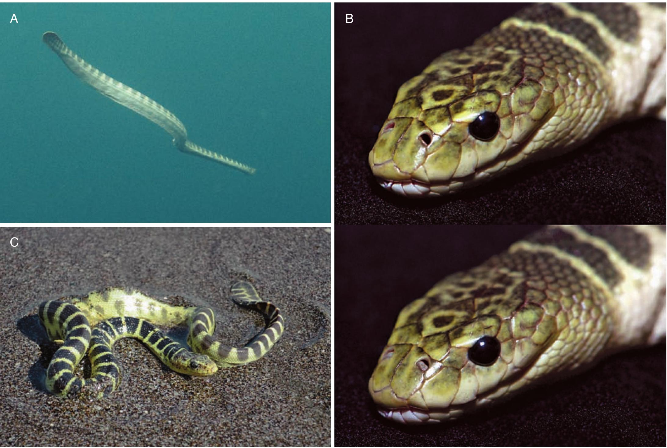 Sea Snake Modification (PDF) The sea snakes (Elapidae: Hydrophiinae) of Fujairah