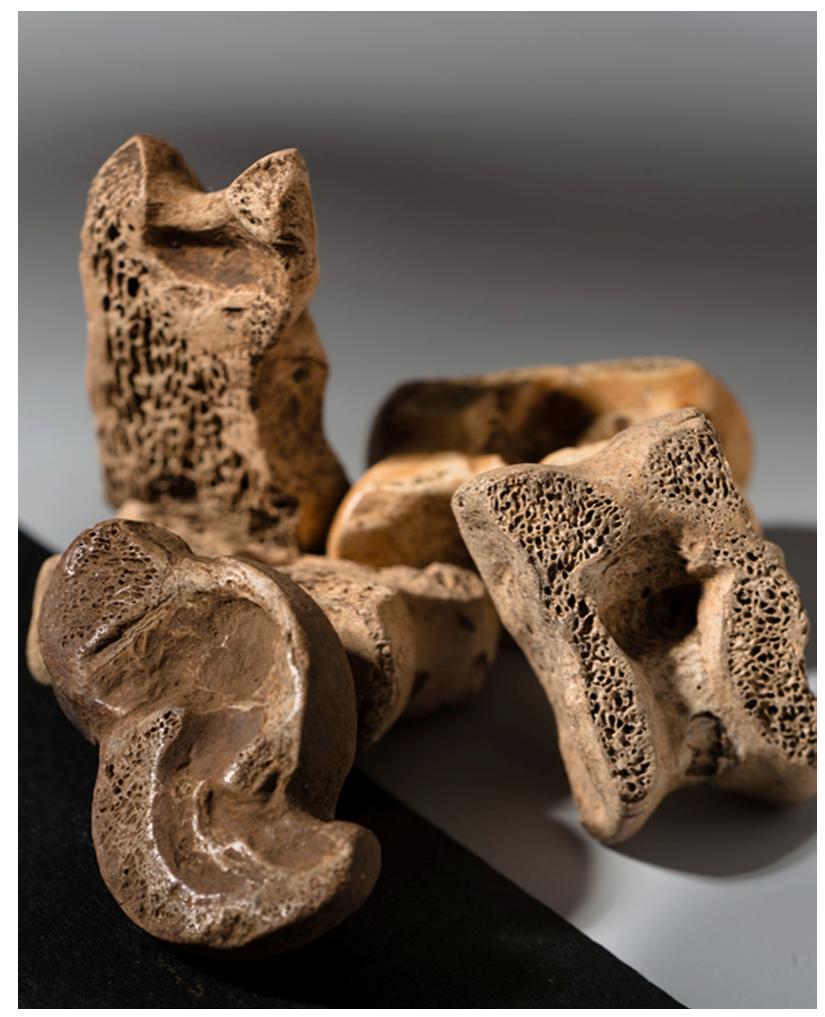 Fic. 10. Astragaloi from the late Achaemenid - early Hellenistic site of Diizen Tepe (Sagalassos Project). 