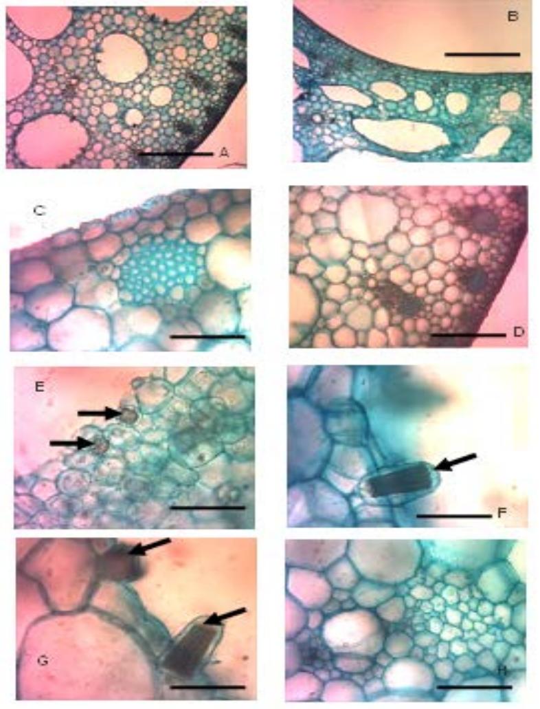 Distal region of a. cucullata 3.3.2. a. macrorrhiza proximal