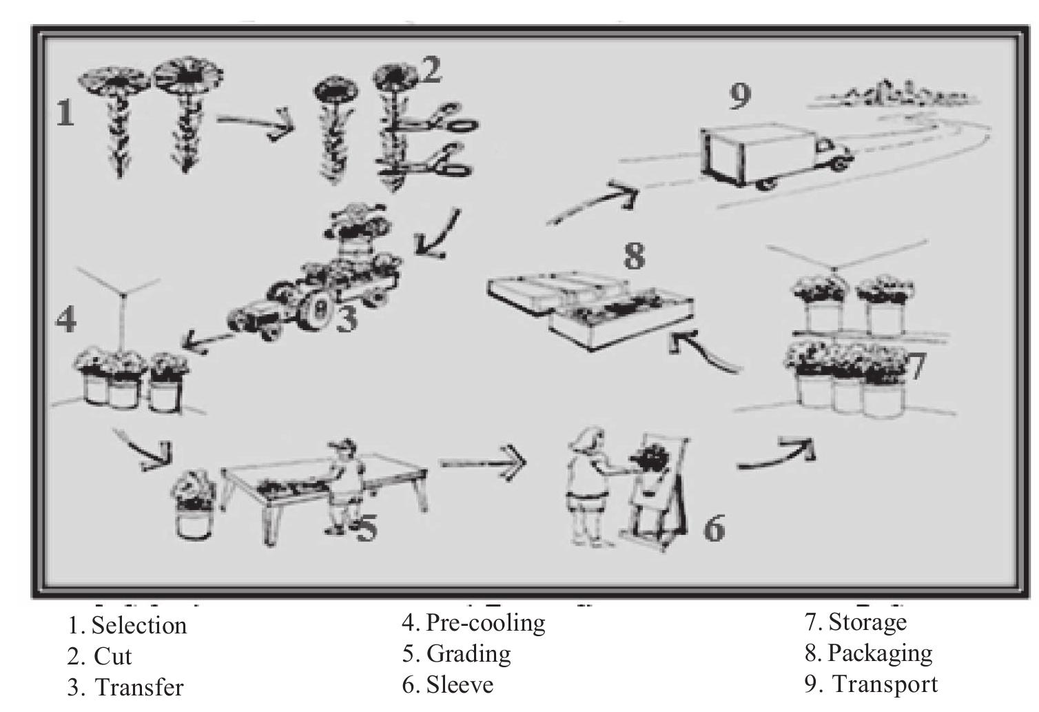 (PDF) Advances in Packaging and Storage of Flowers