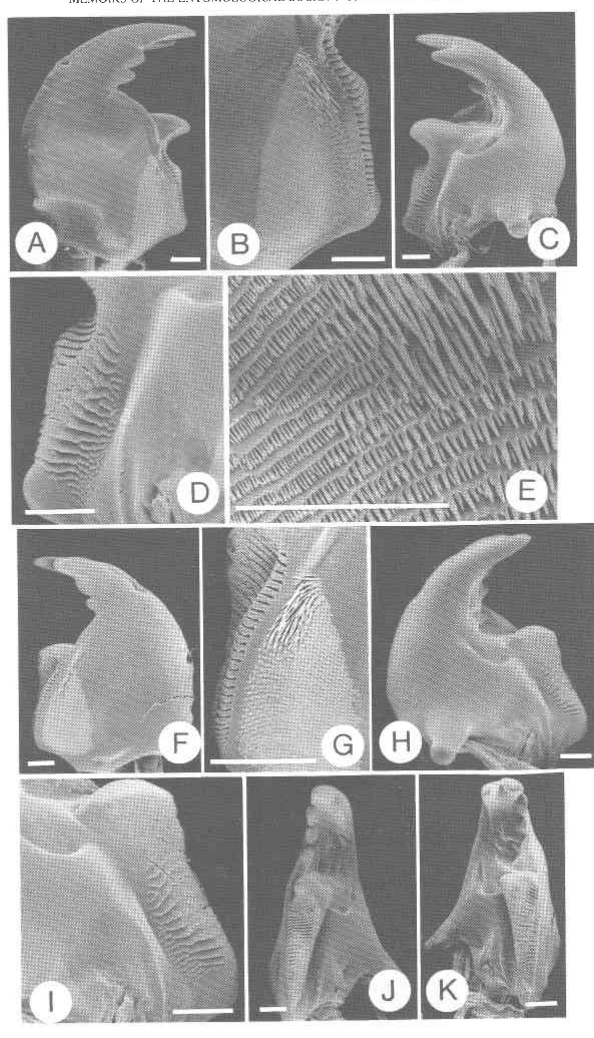 Figure 11 - from Natural history, classification,