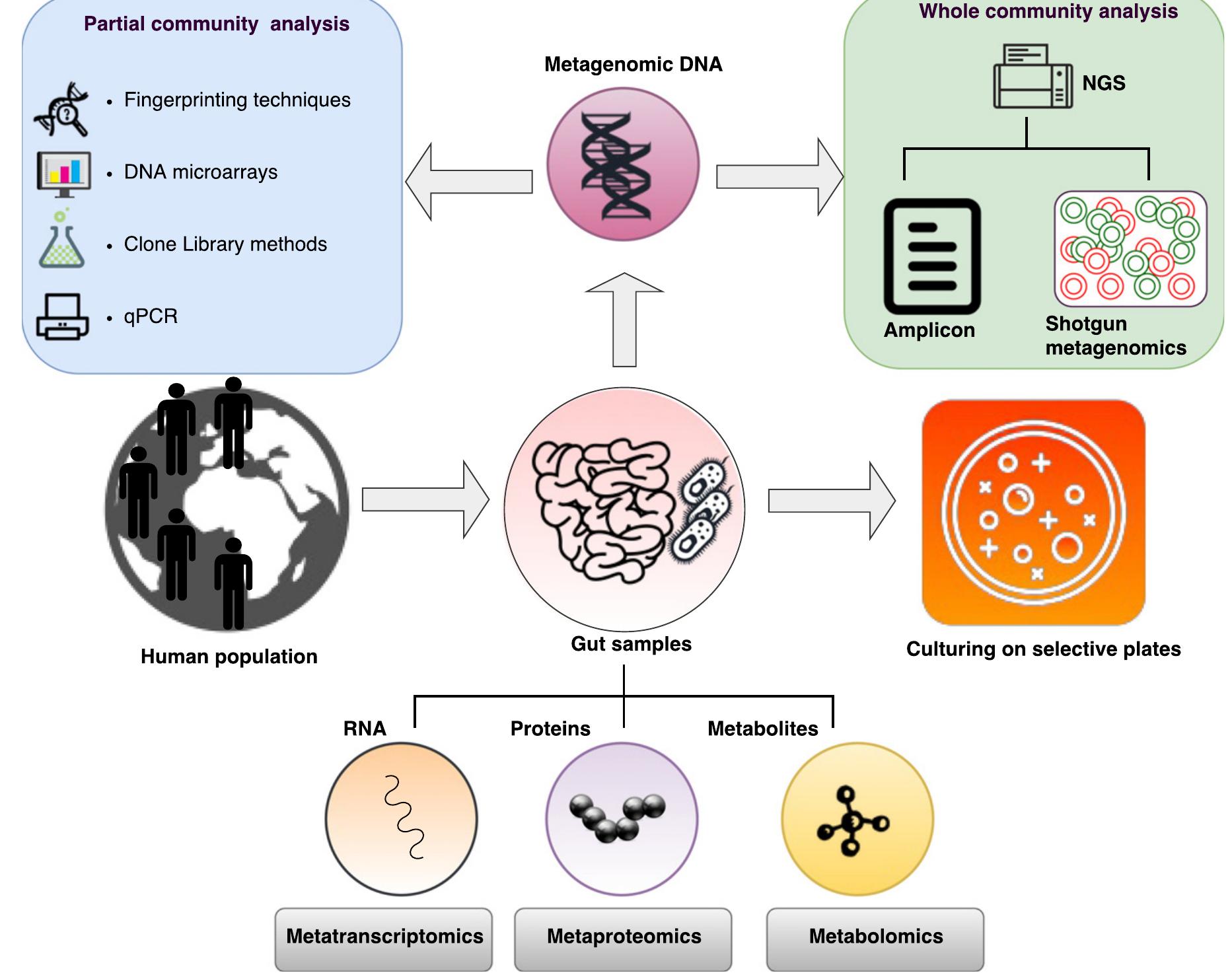 Metaproteomics (PDF) Profiling the Gut Microbiome: Practice and Potential