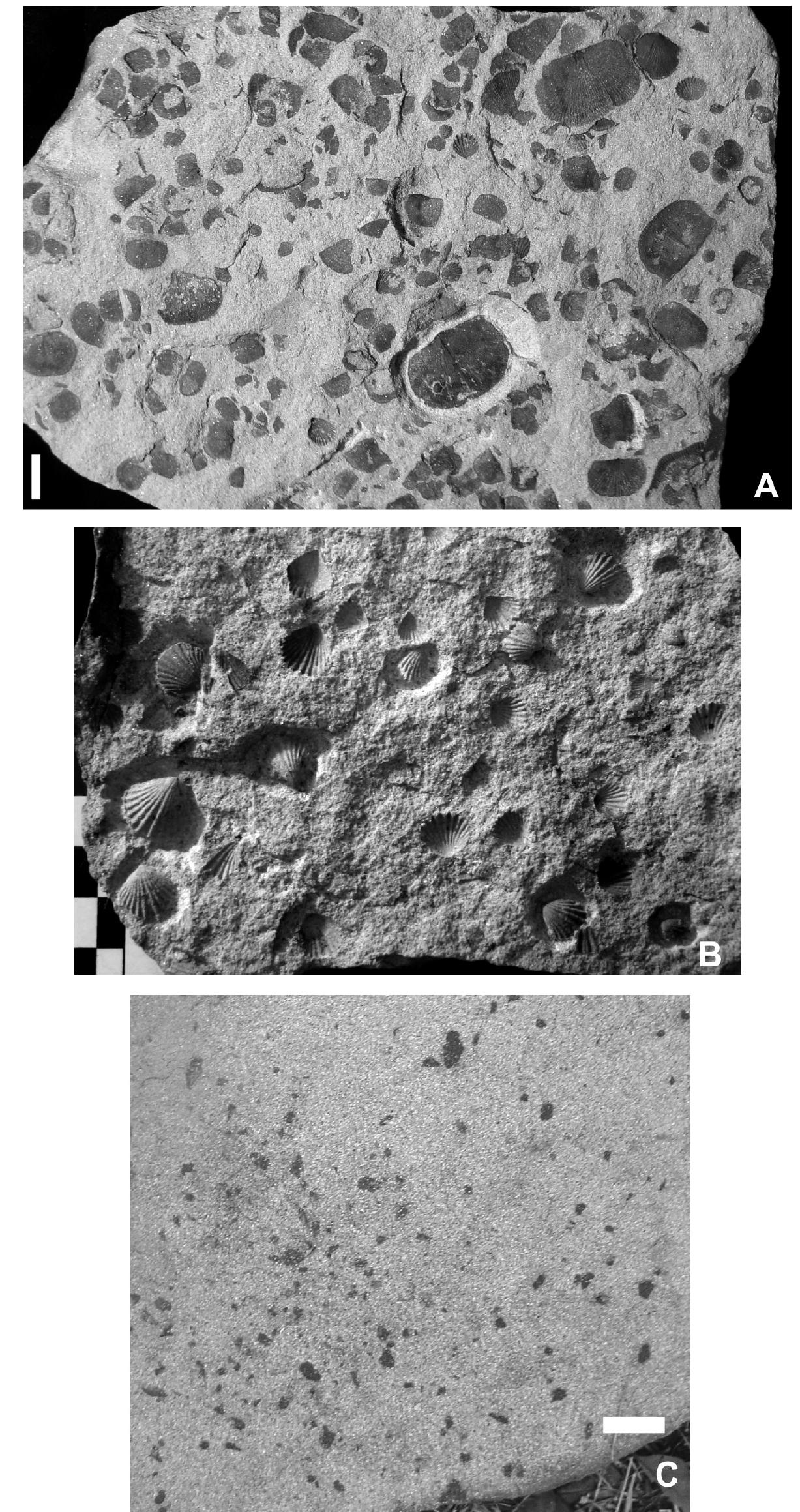 (PDF) Flood-dominated fluvio-deltaic system: a new depositional model ...